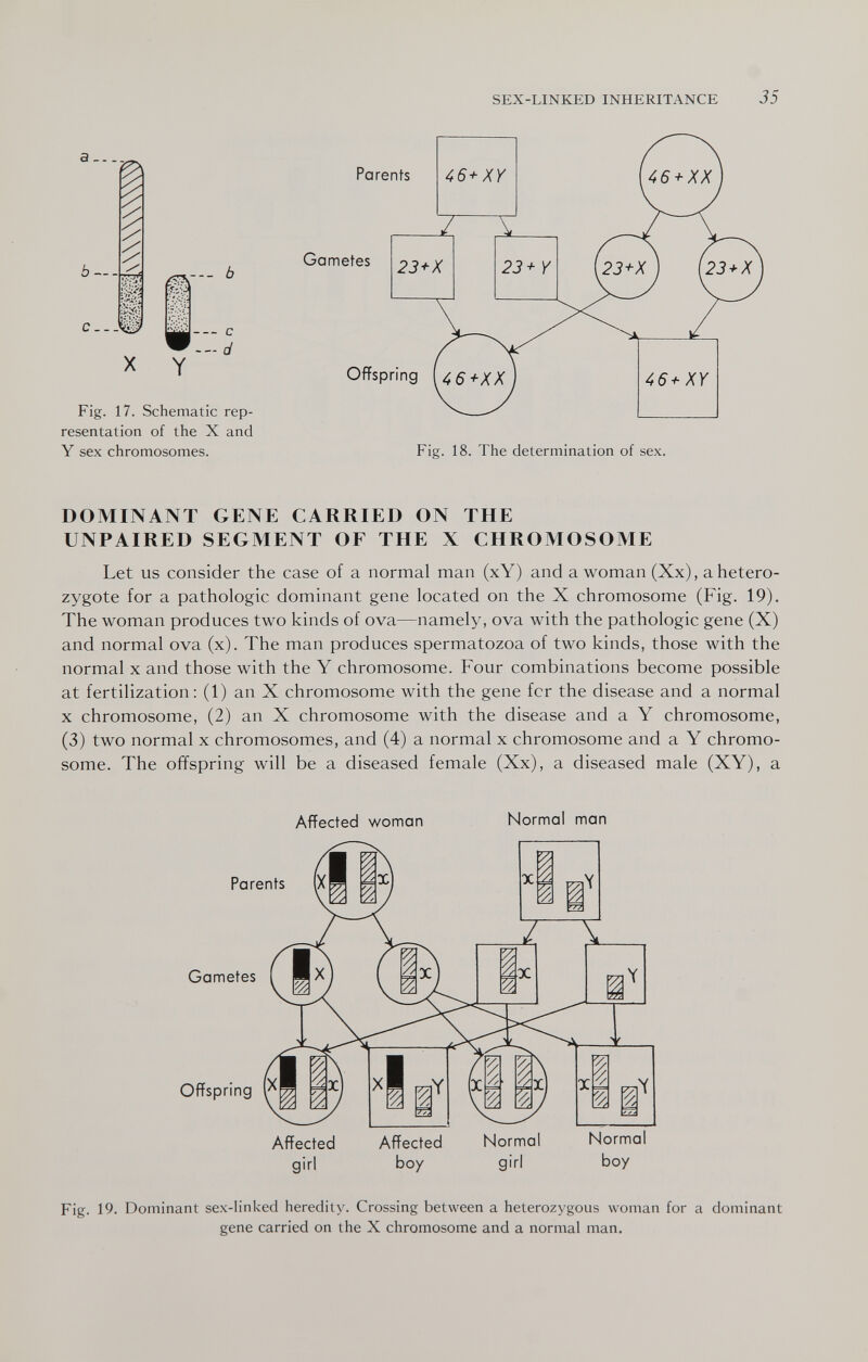 SEX-LINKED INHERITANCE 35 ò-- C.- liyi?' 4-s-.b Y ь — с — d Fig. 17. Schematic rep¬ resentation of the X and Y sex chromosomes. Parents Gametes 46 + XX ,23+X [23* X Offspring [46+XX Fig. 18. The determination of sex. DOMINANT GENE CARRIED ON THE UNPAIRED SEGMENT OF THE X CHROMOSOME Let us consider the case of a normal man (xY) and a woman (Xx), a hetero¬ zygote for a pathologic dominant gene located on the X chromosome (Fig. 19). The woman produces two kinds of ova—namely, ova with the pathologic gene (X) and normal ova (x). The man produces spermatozoa of two kinds, those with the normal X and those with the Y chromosome. Four combinations become possible at fertilization: (1) an X chromosome with the gene fcr the disease and a normal X chromosome, (2) an X chromosome with the disease and a Y chromosome, (3) two normal x chromosomes, and (4) a normal x chromosome and a Y chromo¬ some. The offspring will be a diseased female (Xx), a diseased male (XY), a Affected woman Normal man Parents Gametes Offspring Affected girl Affected boy Normal girl Normal boy Fig. 19. Dominant sex-linked heredity. Crossing between a heterozygous woman for a dominant gene carried on the X chromosome and a normal man.