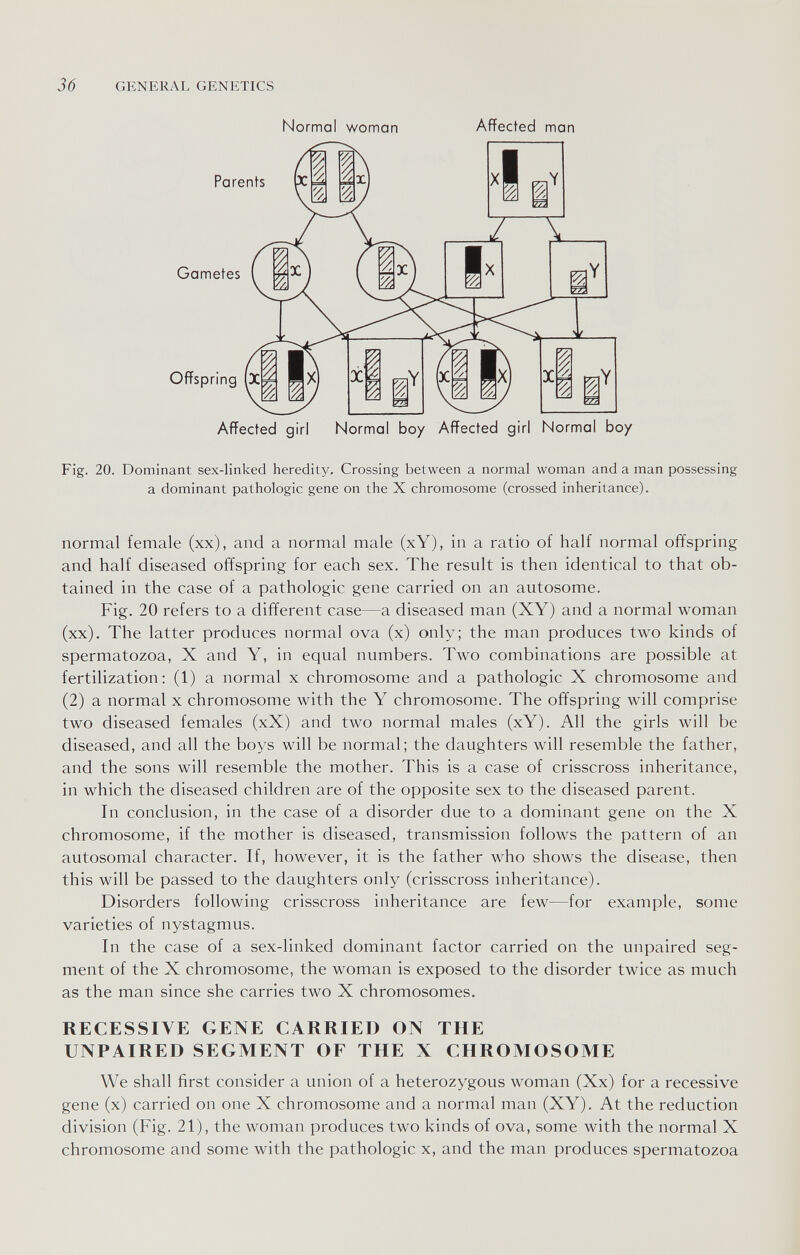 36 GENERAL GENETICS Normal woman Affected man Fig. 20. Dominant sex-linked heredity. Crossing between a normal woman and a man possessing a dominant pathologic gene on the X chromosome (crossed inheritance). normal female (xx), and a normal male (xY), in a ratio of half normal offspring and half diseased offspring for each sex. The result is then identical to that ob¬ tained in the case of a pathologic gene carried on an autosome. Fig. 20 refers to a different case—a diseased man (XY) and a normal woman (xx). The latter produces normal ova (x) only; the man produces two kinds of spermatozoa, X and Y, in equal numbers. Two combinations are possible at fertilization: (1) a normal x chromosome and a pathologic X chromosome and (2) a normal x chromosome with the Y chromosome. The offspring will comprise two diseased females (xX) and two normal males (xY). All the girls will be diseased, and all the boys will be normal; the daughters will resemble the father, and the sons will resemble the mother. This is a case of crisscross inheritance, in which the diseased children are of the opposite sex to the diseased parent. In conclusion, in the case of a disorder due to a dominant gene on the X chromosome, if the mother is diseased, transmission follows the pattern of an autosomal character. If, however, it is the father who shows the disease, then this will be passed to the daughters only (crisscross inheritance). Disorders following crisscross inheritance are few—for example, some varieties of nystagmus. In the case of a sex-linked dominant factor carried on the unpaired seg¬ ment of the X chromosome, the woman is exposed to the disorder twice as much as the man since she carries two X chromosomes. RECESSIVE GENE CARRIED ON THE UNPAIRED SEGMENT OF THE X CHROMOSOME We shall first consider a union of a heterozygous woman (Xx) for a recessive gene (x) carried on one X chromosome and a normal man (XY). At the reduction division (Fig. 21), the woman produces two kinds of ova, some with the normal X chromosome and some with the pathologic x, and the man produces spermatozoa