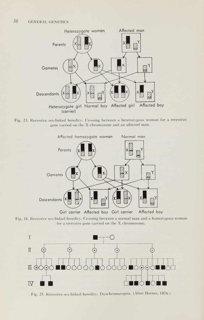 38 GENERAL GENETICS Heterozygote woman Affected man Parents Gametes Descendants Heterozygote girl Normal boy Affected girl Affected boy (carrier) Fig. 23. Recessive sex-linked heredity. Crossing between a heterozygous woman for a recessive gene carried on the X chromosome and an affected man. Affected homozygote woman Normal man Parents (x! Gametes Descendants Girl carrier Affected boy Girl carrier Affected boy Fig. 24. Recessive sex-linked heredity. Crossing between a normal man and a homozygous woman for a recessive gene carried on the X chromosome. T п © ¿ 5 ■о I Ш ÔÔÔÔ ИИООО ÒÒÉÒ ÓÓÓÒ lo©fíÓBÉÓÚ Ш ¿ííilioíl Fig. 25. Recessive sex-linked heredity. Dyschromatopsia. (After Horner, 1876.)