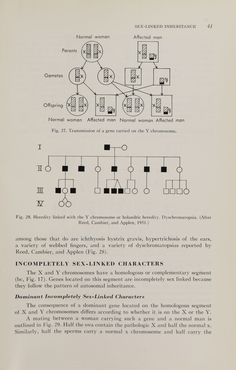 SEX-LINKED INHERITANCE 41 Normal woman Affected man Parents Gametes Offspring Normal woman Affected man Normal woman Affected man Fig. 27. Transmission of a gene carried on the Y chromosome. HO Ш Ж -o ото О □ о о о Fig. 28. Heredity linked with the Y chromosome or holandric heredity. Dyschromatopsia. (After Reed, Gambier, and Applen, 1951.) among those that do are ichthyosis hystrix gravis, hypertrichosis of the ears, a variety of webbed fingers, and a variety of dyschromatopsias reported by Reed. Gambier, and Applen (Fig. 28). INCOMPLETELY SEX-LINKED CHARACTERS The X and Y chromosomes have a homologous or complementary segment (be. Fig. 17). Genes located on this segment are incompletely sex linked because they follow the pattern of autosomal inheritance. Dominant Incompletely Sex-Linked Characters The consequence of a dominant gene located on the homologous segment of X and Y chromosomes differs according to whether it is on the X or the Y. A mating between a woman carrying such a gene and a normal man is outlined in Fig. 29. Half the ova contain the pathologic X and half the normal x. Similarly, half the sperms carry a normal x chromosome and half carry the