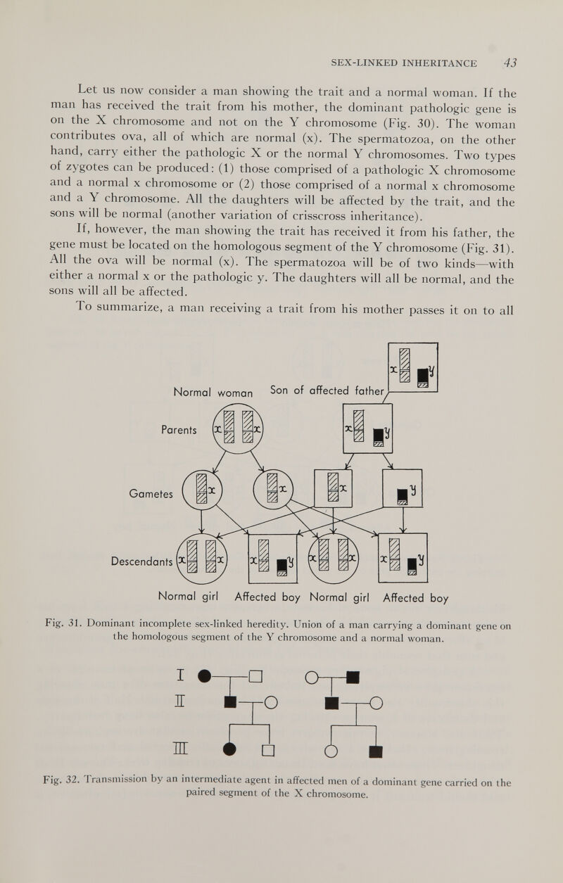 SEX-LINKED INHERITANCE 43 Let us now consider a man showing the trait and a normal woman. If the man has received the trait from his mother, the dominant pathologic gene is on the X chromosome and not on the Y chromosome (Fig. 30). The woman contributes ova, all of which are normal (x). The spermatozoa, on the other hand, carry either the pathologic X or the normal Y chromosomes. Two types of zygotes can be produced: (1) those comprised of a pathologic X chromosome and a normal x chromosome or (2) those comprised of a normal x chromosome and a Y chromosome. All the daughters will be affected by the trait, and the sons will be normal (another variation of crisscross inheritance). If, however, the man showing the trait has received it from his father, the gene must be located on the homologous segment of the Y chromosome (Fig. 31). All the ova will be normal (x). The spermatozoa will be of two kinds—with either a normal x or the pathologic y. The daughters will all be normal, and the sons will all be affected. To summarize, a man receiving a trait from his mother passes it on to all Normal woman ofFected father^ Parents (X. Á Gametes Descendants ^ Normal girl Affected boy Normal girl Affected boy Fig. 31. Dominant incomplete sex-linked heredity. Union of a man carrying a dominant gene on the homologous segment of the Y chromosome and a normal woman. I IT ж -□ a -о □ ò ■о Fig. 32. Transmission by an intermediate agent in affected men of a dominant gene carried on the paired segment of the X chromosome.