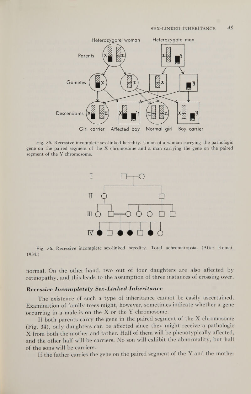 SEX-LÍNKED ÍNHERÍTAÑCE 45 Heterozygote woman Heterozygote man Parents Gametes Descendants Girl carrier Affected boy Normal girl Boy carrier Fig. 35. Recessive incomplete sex-linked heredity. Union of a woman carrying the pathologic gene on the paired segment of the X chromosome and a man carrying the gene on the paired segment of the Y chromosome. Ж • □ ílíí ô Fig. 36. Recessive incomplete sex-linked heredity. Total achromatopsia. (After Komai, 1934.) normal. On the other hand, two out of four daughters are also affected by retinopathy, and this leads to the assumption of three instances of crossing over. Recessive Incompletely Sex-Linked Inheritance The existence of such a type of inheritance cannot be easily ascertained. Examination of family trees might, however, sometimes indicate whether a gene occurring in a male is on the X or the Y chromosome. If both parents carry the gene in the paired segment of the X chromosome (Fig. 34), only daughters can be affected since they might receive a pathologic X from both the mother and father. Half of them will be phenotypically affected, and the other half will be carriers. No son will exhibit the abnormality, but half of the sons will be carriers. If the father carries the gene on the paired segment of the Y and the mother