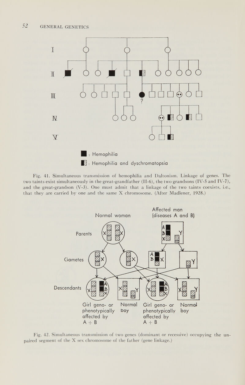 52 GENERAL GENETICS I Ж E Y H 1 Hemophilia ; Hemophilia and dyschromatopsia Fig. 41. Simultaneous transmission of hemophilia and Daltonism. Linkage of genes. The two taints exist simultaneously in the great-grandfather (II-6), the two grandsons (IV-5 and IV-7), and the great-grandson (V-3). One must admit that a linkage of the two taints coexists, i.e., that they are carried by one and the same X chromosome. (After Madlener, 1928.) Normal woman Affected man (diseases A and B) Parents Cîametes Descendants Girl geno- or phenotypically affected by A b В Normal boy Girl geno- or phenotypically affected by A + В NormaJ boy Fig. 42. Simultaneous transmission of two genes (dominant or recessive) occupying the un¬ paired segment of the X sex chromosome of the father (gene linkage.)