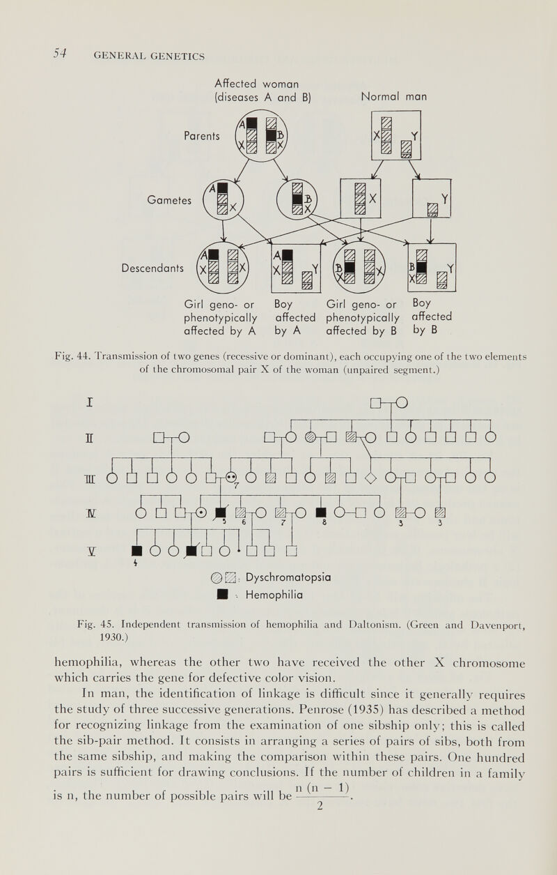 54 GENERAL GENETICS Affected woman (diseases A and B) Normal man Parents Gametes Descendants Girl gene- or phenotypically affected by A Boy Girl geno- or Boy affected phenotypically affected by A affected by В by В If Ж Ж Fig. 44. Transmission of two genes (recessive or dominant), each occupying one of the two elements of the chromosomal pair X of the woman (unpaired segment.) □-rO OjO D-K!) èho ¿1 ¿ Ä ¿ ¿ ¿ ¿ ¿ Ít-4 ¿ i ¿ ¿ ¿ ¿ ¿ ¿tO ¿ ¿ ¿ ¿ ¿hM 4tO Í-tO il ¿-0 ¿ i-o m 5 6 □ □ u Dyschromatopsio Hemophilia Fig. 45. Independent transmission of hemophilia and Daltonism. (Green and Davenport, 1930.) hemophilia, whereas the other two have received the other X chromosome which carries the gene for defective color vision. In man, the identification of linkage is difficult since it generally requires the study of three successive generations. Penrose (1935) has described a method for recognizing linkage from the examination of one sibship only; this is called the sib-pair method. It consists in arranging a series of pairs of sibs, both from the same sibship, and making the comparison within these pairs. One hundred pairs is sufficient for drawing conclusions. If the number of children in a family is n, the number of possible pairs will be