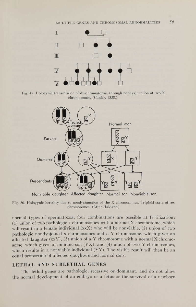 MULTIPLE GENES AND CHROMOSOMAL ABNORMALITIES 59 I IT ж ¥ Y П □ i ¿¿•¿□il □ Fig. 49. Hologynic transmission of dysciiromatopsia through nondysjunction of two X chromosomes. (Cunier, 1838.) Normal man Parents Gametes Descendants Nonviable daughter Affected daughter Normal son Nonviable son Fig. 50. Hologynic heredity due to nondysjunction of the X chromosomes. Triploid state of sex chromosomes. (After Haldane.) normal types of spermatozoa, four combinations are possible at fertilization: (1) union of two pathologic x chromosomes with a normal X chromosome, which will result in a female individual (xxX) who will be nonviable, (2) union of two pathologic nondysjoined x chromosomes and a Y chromosome, which gives an affected daughter (xxY), (3) union of a Y chromosome with a normal X chromo¬ some, which gives an immune son (YX), and (4) union of two Y chromosomes, which results in a nonviable individual (YY). The visible result will then be an equal proportion of affected daughters and normal sons. LETHAL AND SUBLETHAL GENES The lethal genes are pathologic, recessive or dominant, and do not allow the normal development of an embryo or a fetus or the survival of a newborn