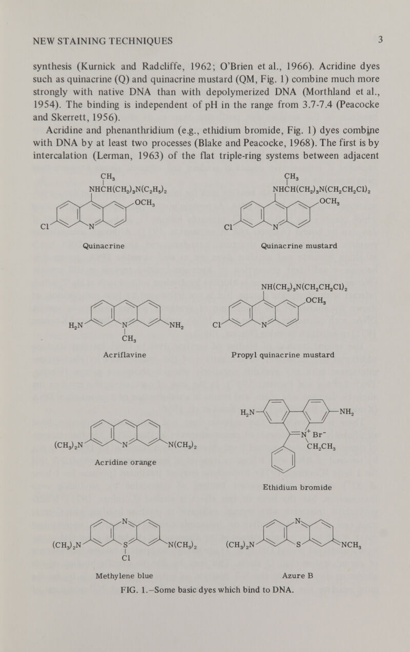 NEW STAINING TECHNIQUES 3 synthesis (Kurnick and Radcliffe, 1962; O'Brien et al., 1966). Acridine dyes such as quinacrine (Q) and quinacrine mustard (QM, Fig. 1) combine much more strongly with native DNA than with depolymerized DNA (Morthland et al., 1954). The binding is independent of pH in the range from 3.7-7.4 (Peacocke and Skerrett, 1956). Acridine and phenanthridium (e.g., ethidium bromide. Fig. 1) dyes combine with DNA by at least two processes (Blake and Peacocke, 1968). The first is by intercalation (Lerman, 1963) of the flat triple-ring systems between adjacent CH, CH, I 3 I 3 Quinacrine Quinacrine mustard Methylene blue Azure В FIG. l.-Some basic dyes which bind to DNA.