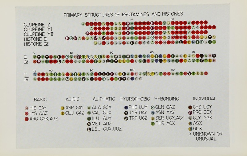 PRIMARY STRUCTURES OF PROTAMINES AND HISTONES I ID 20 cLUPEiNE z A f f s •• A s eœeeeeoees s #••• a CLUPEINE YI A »»f s s a g' CLUPEINE Yn O»»»— Д s »Qv s •••• Д ' HISTONE П AeA(»««G s « a ШФФ a <Э— d g «il» f s — e s о s HISTONE E e.G#G»G с#бфе#б G Ав#н###ф#о м-О<!)0ОФ 31 ^ ^ то П ♦0#l^###€V»«fe^îiiG;S||'S#AOGO(Î^IIS#^ÂDO#E#OÂ G t A $#фА H© Ш •<ЭАО##фА##,е G###a:§ GÜOOE f€#G t<^#^€ Ñ 76 80 90 100 110 I •М^##д##фф<10с€ф-А#н A ^{$фтн^кфффШШМФ N. 'ЁФФттФ^(ттшш(тФ&(^ФФШ(5фоо BASIC ACIDIC ALIPHATIC HYDROPHOBIC H-BONDING INDIVIDUAL Й HIS CAY Ф ASP GAY Д ALA GCX #PHE UUY ©GLN CAZ #CYS UGY #LYS AAZ #GLU GAZ #VAL GUX ©TYR UAY iiASN A AY ©PRO OCX ♦ ARG CGX,AGZ ОI LU AUY ©TRP UGZ fS SER UCX.AGY 6 GLY GGX ФМЕТ AUZ èîHR ACX .^ASX ©LEU CUX.UUZ #GLX X UNKNOWN OR UNUSUAL