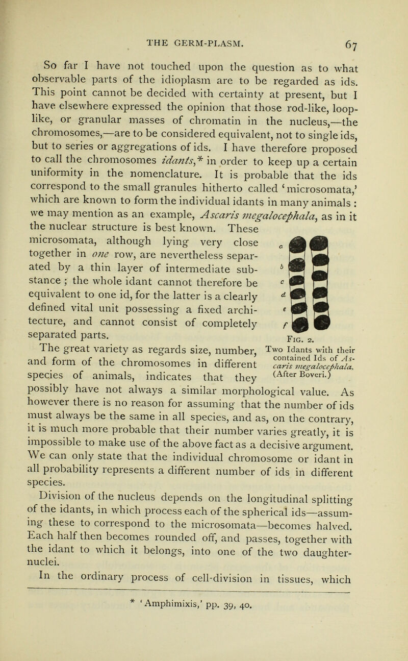 THE GERM-PLASM. 67 So far I have not touched upon the question as to what observable parts of the idioplasm are to be regarded as ids. This point cannot be decided with certainty at present, but I have elsewhere expressed the opinion that those rod-like, loop¬ like, or granular masses of chromatin in the nucleus,—the chromosomes,—are to be considered equivalent, not to single ids, but to series or aggregations of ids. I have therefore proposed to call the chromosomes idafits,* in order to keep up a certain uniformity in the nomenclature. It is probable that the ids correspond to the small granules hitherto called 'microsomata,' Avhich are known to form the individual idants in many animals : we may mention as an example. Ascaris vtegalocephala^ as in it the nuclear structure is best known. These microsomata, although lying very close together in one row, are nevertheless separ¬ ated by a thin layer of intermediate sub¬ stance ; the whole idant cannot therefore be equivalent to one id, for the latter is a clearly defined vital unit possessing a fixed archi¬ tecture, and cannot consist of completely f separated parts. Fig^ 2. The great variety as regards size, number, idants with their , r ^ ® ' contained Ids of ^,5- and lorm or the chromosomes m different caris megaiocephaia. species of animals, indicates that they Boven.) possibly have not always a similar morphological value. As however there is no reason for assuming that the number of ids must always be the same in all species, and as, on the contrary, it is much more probable that their number varies greatly, it is impossible to make use of the above fact as a decisive argument. We can only state that the individual chromosome or idant in all probability represents a different number of ids in different species. Division of the nucleus depends on the longitudinal splitting of the idants, in which process each of the spherical ids—assum¬ ing these to correspond to the microsomata—becomes halved. Each half then becomes rounded off, and passes, together Avith the idant to which it belongs, into one of the two daughter- nuclei. In the ordinary process of cell-division in tissues, which * ' Amphimixis,' pp. 39, 40.