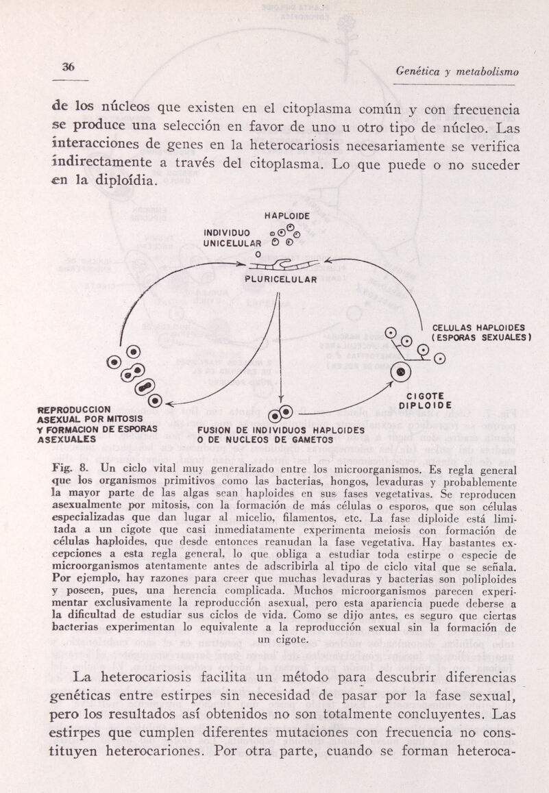 36 Genética y metabolismo de los núcleos que existen en el citoplasma común y con frecuencia se produce una selección en favor de uno u otro tipo de núcleo. Las interacciones de genes en la heterocariosis necesariamente se verifica indirectamente a través del citoplasma. Lo que puede o no suceder en la diploidia. HAPLOIDE INDIVIDUO o®®0 UNICELULAR O © ASEXUALES O DE NUCLEOS DE GAMETOS Fig. 8. Un ciclo vital muy generalizado entre los microorganismos. Es regla general que los organismos primitivos como las bacterias, hongos, levaduras y probablemente la mayor parte de las algas sean haploides en sus fases vegetativas. Se reproducen asexualmente por mitosis, con la formación de más células o esporos, que son células especializadas que dan lugar al micelio, filamentos, etc. La fase diploide está limi¬ tada a un cigote que casi inmediatamente experimenta meiosis con formación de células haploides, que desde entonces reanudan la fase vegetativa. Hay bastantes ex¬ cepciones a esta regla general, lo que obliga a estudiar toda estirpe o especie de microorganismos atentamente antes de adscribirla al tipo de ciclo vital que se señala. Por ejemplo, hay razones para creer que muchas levaduras y bacterias son poliploides y poseen, pues, una herencia complicada. Muchos microorganismos parecen experi¬ mentar exclusivamente la reproducción asexual, pero esta apariencia puede deberse a la dificultad de estudiar sus ciclos de vida. Como se dijo antes, es seguro que ciertas bacterias experimentan lo equivalente a la reproducción sexual sin la formación de un cigote. La heterocariosis facilita un método para descubrir diferencias genéticas entre estirpes sin necesidad de pasar por la fase sexual, pero los resultados así obtenidos no son totalmente concluyentes. Las estirpes que cumplen diferentes mutaciones con frecuencia no cons¬ tituyen heterocariones. Por otra parte, cuando se forman heteroca-