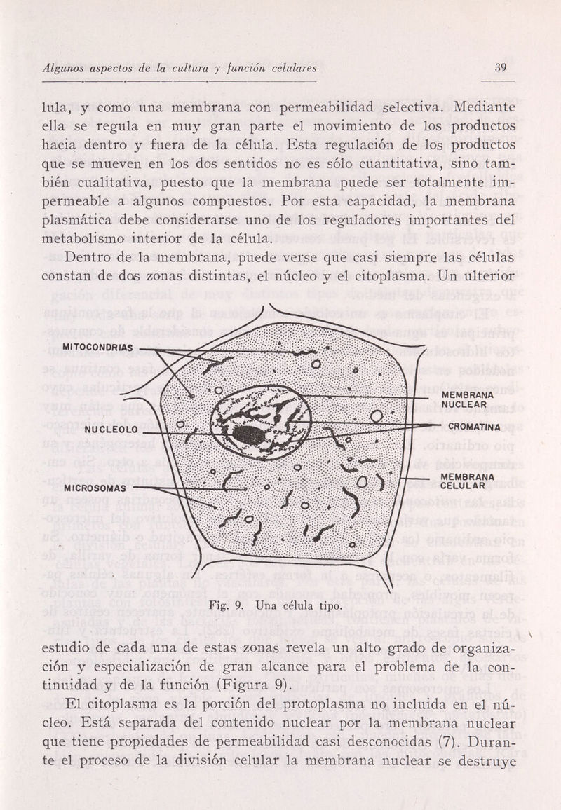 Algunos aspectos de la cultura y junción celulares 39 lula, y como una membrana con permeabilidad selectiva. Mediante ella se regula en muy gran parte el movimiento de los productos hacia dentro y fuera de la célula. Esta regulación de los productos que se mueven en los dos sentidos no es sólo cuantitativa, sino tam¬ bién cualitativa, puesto que la membrana puede ser totalmente im¬ permeable a algunos compuestos. Por esta capacidad, la membrana plasmática debe considerarse uno de los reguladores importantes del metabolismo interior de la célula. Dentro de la membrana, puede verse que casi siempre las células constan de dos zonas distintas, el núcleo y el citoplasma. Un ulterior estudio de cada una de estas zonas revela un alto grado de organiza¬ ción y especialización de gran alcance para el problema de la con¬ tinuidad y de la función (Figura 9). El citoplasma es la porción del protoplasma no incluida en el nú¬ cleo. Está separada del contenido nuclear por la membrana nuclear que tiene propiedades de permeabilidad casi desconocidas (7). Duran¬ te el proceso de la división celular la membrana nuclear se destruye