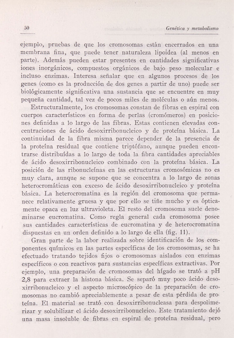 50 Genética y metabolismo ejemplo, pruebas de que los cromosomas están encerrados en una membrana fina, que puede tener naturaleza lipoidea (al menos en parte). Además pueden estar presentes en cantidades significativas iones inorgánicos, compuestos orgánicos de bajo peso molecular e incluso enzimas. Interesa señalar que en algunos procesos de los genes (como es la producción de dos genes a partir de uno) puede ser biológicamente significativa una sustancia que se encuentre en muy pequeña cantidad, tal vez de pocos miles de moléculas o aún menos. Estructuralmente, los cromosomas constan de fibras en espiral con cuerpos característicos en forma de perlas (cromómeros) en posicio¬ nes definidas a lo largo de las fibras. Estas contienen elevadas con¬ centraciones de ácido desoxirribonucleico y de proteína básica. La continuidad de la fibra misma parece depender de la presencia de la proteína residual que contiene triptófano, aunque pueden encon¬ trarse distribuidas a lo largo de toda la fibra cantidades apreciables de ácido desoxirribonucleico combinado con la proteína básica. La posición de las ribonucleínas en las estructuras cromosómicas no es muy clara, aunque se supone que se concentra a lo largo de zonas heterocromáticas con exceso de ácido' desoxirribonucleico y proteína básica. La heterocromatina es la región del cromosoma que perma¬ nece relativamente gruesa y que por ello se tiñe mucho y es óptica¬ mente opaca en luz ultravioleta. El resto del cromosoma suele deno¬ minarse eucromatina. Como regla general cada cromosoma posee sus cantidades características de eucromatina y de heterocromatina dispuestas en un orden definido a lo largo de ella (fig. 11). Gran parte de la labor realizada sobre identificación de los com¬ ponentes químicos en las partes específicas de los cromosomas, se ha efectuado tratando tejidos fijos o cromosomas aislados con enzimas específicos o con reactivos para sustancias específicas extractivas. Por ejemplo, una preparación de cromosomas del hígado se trató a pH 2,8 para extraer la histona básica. Se separó muy poco ácido deso¬ xirribonucleico y el aspecto microscópico de la preparación de cro¬ mosomas no cambió apreciablemente a pesar de esta pérdida de pro¬ teína. El material se trató con desoxirribonucleasa para despolime- rizar y solubilizar el ácido desoxirribonucleico. Este tratamiento dejó una masa insoluble de fibras en espiral de proteína residual, pero