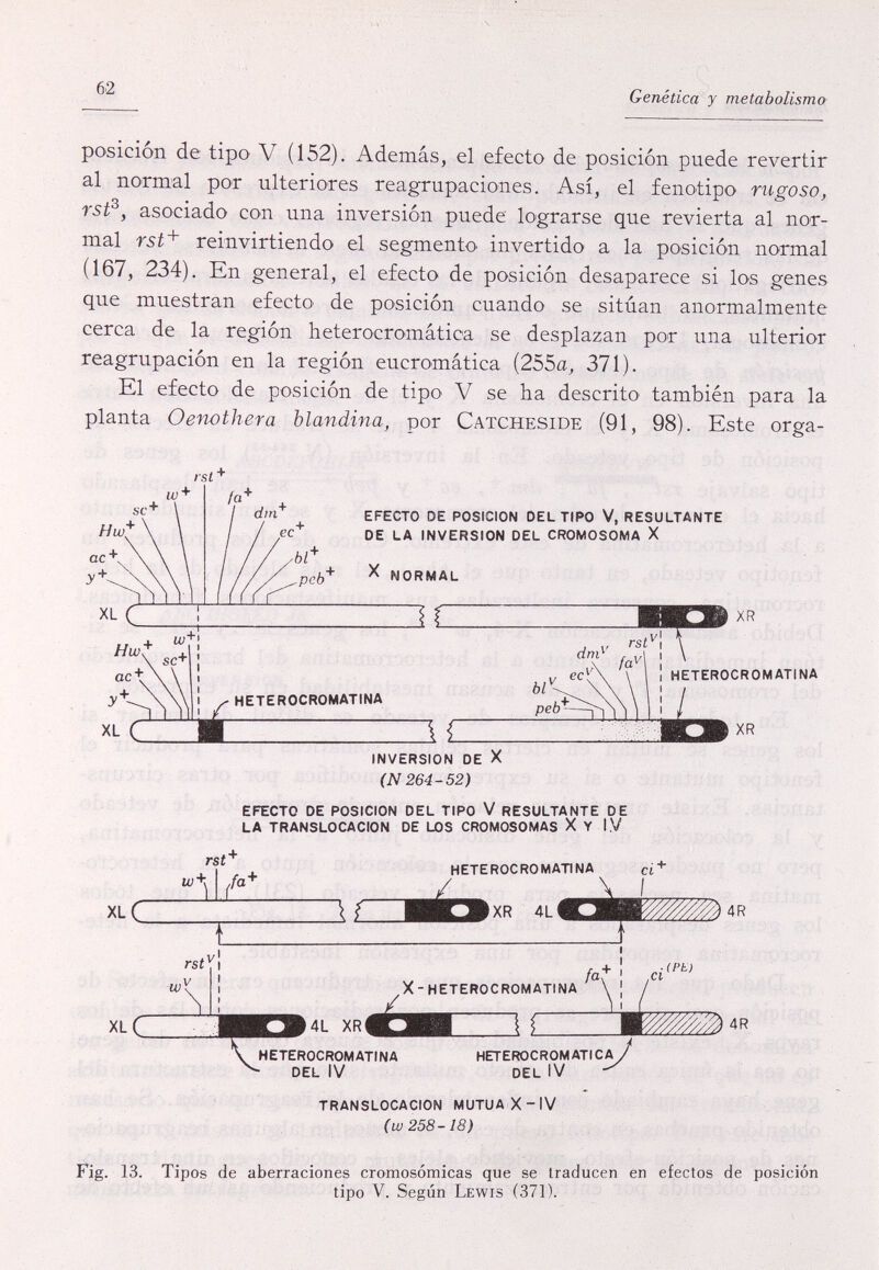 62 Genética y metabolismo posición de tipo V (152). Ademas, el efecto de posición puede revertir al normal por ulteriores reagrupaciones. Así, el fenotipo rugoso, ist y asociado con una inversion puede lograrse que revierta al nor¬ mal r5í+ reinvirtiendo el segmento invertido a la posición normal (167, 234). En general, el efecto de posición desaparece si los genes que muestran efecto de posición cuando se sitúan anormalmente cerca de la region heterocromática se desplazan por una ulterior reagrupación en la región eucromática (255a, 371). El efecto de posición de tipo V se ha descrito' también para la planta Oenothera blandina, por Catcheside (91, 98). Este orga- EFECTO DE POSICION DEL TIPO V, RESULTANTE DE LA INVERSION DEL CROMOSOMA X XL С XL С HETEROCROMATINA INVERSION DE X (N264- 52) EFECTO DE POSICION DEL TIPO V RESULTANTE DE LA TRANSLOCACION DE LOS CROMOSOMAS X Y IV rst' HETEROCROMATINA XR 4L rsí^ w: 4L XR HETEROCROMATINA DEL IV X-HETEROCROMATINA HETEROCROMATICA^ DEL iV TRANSLOCACION MUTUA X-IV (w 258-18) Fig. 13. Tipos de aberraciones cromosómicas que se traducen en efectos de posición tipo V. Según Lewis (371).