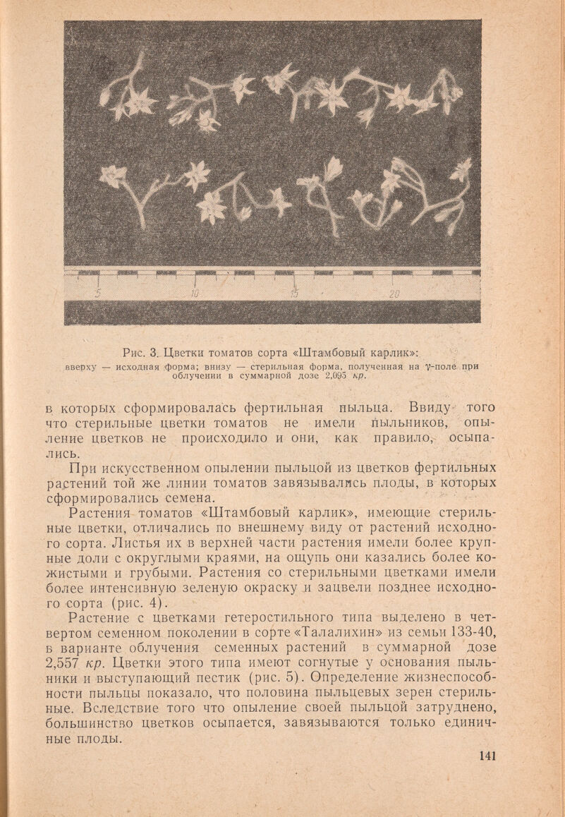 Рис. 3. Цветки томатов сорта «Штамбовый карлик»: . вверху — исходная .форма; внизу — стерильная форма, полученная на V-поле при облучении в суммарной дозе 2,0î)5 кр. В которых сформировалась фертильная пыльца. Ввиду- того что стерильные цветки томатов не имели пыльников, опы¬ ление цветков не происходило и они, как правило, осыпа¬ лись. При искусственном опылении пыльцой из цветков фертильных растений той же линии томатов завязывались плоды, в которых сформировались семена. Растения томатов «Штамбовый карлик», имеющие стериль¬ ные цветки, отличались по внешнему виду от растений исходно¬ го сорта. Листья их в верхней части растения имели более круп¬ ные доли с округлыми краями, на ощупь они казались более ко¬ жистыми и грубыми. Растения со стерильными цветками имели более интенсивную зеленую окраску и зацвели позднее исходно¬ го сорта (рис. 4). Растение с цветками гетеростильного типа выделено в чет¬ вертом семенном поколении в сорте «Талалихин» из семьи 133-40, в варианте облучения семенных растений в суммарной дозе 2,557 кр. Цветки этого типа имеют согнутые у основания пыль¬ ники и выступающий пестик (рис. 5). Определение жизнеспособ¬ ности пыльцы показало, что половина пыльцевых зерен стериль¬ ные. Вследствие того что опыление своей пыльцой затруднено, большинство цветков осыпается, завязываются только единич¬ ные плоды. 141