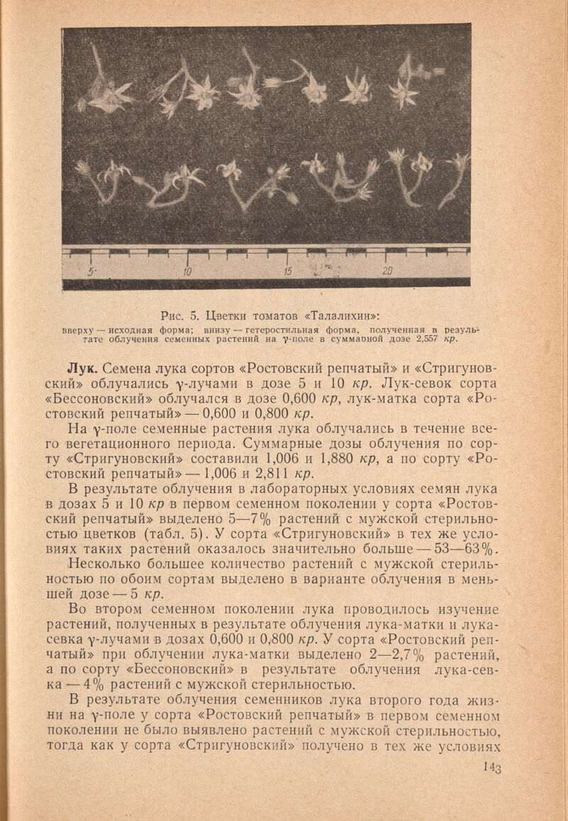 Рис. 5. Цветки томатов «Талалихин»; вверху — исходная форма; внизу — гетеростильная форма, полученная в резуль¬ тате облучения семенных растений на v-поле в суммаоной дозе 2,557 кр. Лук. Семена лука сортов «Ростовский репчатый» и «Стригунов- ский» облучались Y-лучами в дозе 5 и 10 кр. Лук-севок сорта «Бессоновский» облучался в дозе 0,600 кр, лук-матка сорта «Ро¬ стовский репчатый» — 0,600 и 0,800 кр. На Y-поле семенные растения лука облучались в течение все¬ го вегетационного периода. Суммарные дозы облучения по сор¬ ту «Стригуновский» составили 1,006 и 1,880 кр, а по сорту «Ро¬ стовский репчатый»— 1,006 и 2,811 кр. В результате облучения в лабораторных условиях семян лука в дозах 5 и 10 /ср в первом семенном поколении у сорта «Ростов¬ ский репчатый» выделено 5—7% растений с мужской стерильно¬ стью цветков (табл. 5). У сорта «Стригуновский» в тех же усло¬ виях таких растений оказалось значительно больше — 53—63%. Несколько большее количество растений с мужской стериль¬ ностью по обоим сортам выделено в варианте облучения в мень¬ шей дозе — 5 кр. Во втором семенном поколении лука проводилось изучение растений, полученных в результате облучения лука-матки и лука- севка Y-лучами в дозах 0,600 и 0,^800 кр. У сорта «Ростовский реп¬ чатый» при облучении лука-матки выделено 2—2,7% растений, а по сорту «Бессоновский» в результате облучения лука-сев- ка — 4% растений с мужской стерильностью. В результате облучения семенников лука второго года жиз¬ ни на Y-поле у сорта «Ростовский репчатый» в первом семенном поколении не было выявлено растений с мужской стерильностью, тогда как у сорта «Стригуновский»' получено в тех же условиях Из
