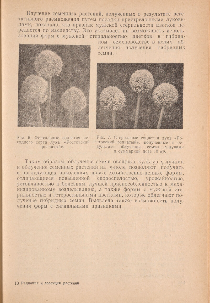 Изучение семенных растений, полученных в результате веге¬ тативного размножения путем посадки пристрелочными лукови¬ цами, показало, что признак мужской стерильности цветков пе¬ редается по наследству. Это указывает на возможность исполь¬ зования форм с мужской стерильностью цветков в гибрид- Рис. 6. Фертильные соцветия ис- Рис. 7. Стерильные соцветия лука «Ро- хрдного сорта лука «Росто^вский 'ctobckhü репчатый», полученные в ре- репчатый». зультате облучения семя« у-лучами в суммарной дозе 10 кр. Таким образом, облучение семян овощных культур у-лучами и облучение семенных растений на у-поле позволяют получить в последующих поколениях новые хозяйственно-ценные формы, отличающиеся повышенной скороспелостью, урожайностью, устойчивостью к болезням, лучшей приспособленностью к меха¬ низированному возделыванию, а также формы с мужской сте¬ рильностью и гетеростильными цвет1^ами, которые облегчают по¬ лучение гибридных семян. Выявлена также возможность полу¬ чения форм с сигнальными признаками. Щ Л 10 Радиация и селекция растений