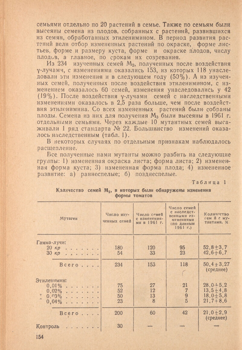 семьями отдельно по 20 растений в семье. Также по семьям были высеяны семена из плодов, собранных с растений, развившихся из семян, обработанных этиленимином. В период развития рас¬ тений вели отбор изменеганых растений по окраске, форме лис¬ тьев, форме и размеру куста, форме и окраске плодов, числу плодьв, а главное, по срокам их созревания. Из 234 изученных семей Мг, полученных после воздействия 'у-лучамч, с изменениями оказались 153, из которых 118 унасле¬ довали эти изменения и в следующем году (50%). А из изучен¬ ных семей, полученных после воздействия этиленимином, с из¬ менением оказалось 60 семей, изменения унаследовались у 42 (19%). После воздействия у-лучами семей с наследственными изменениями оказалось в 2,5 раза больше, чем после воздейст¬ вия этиле:нимина. Со всех измененных растений были собраны плоды. Семена из них для получения Мз были высеяны в 1961 г. отдельн1лми семьями. Через каждые 10 мутантных семей выса¬ живали 1 ряд стандарта № 22. Большинство изменений оказа¬ лось наследственным (табл. 1). В некоторых случаях по отдельным признакам наблюдалось расщепление. Все полученные нами мутанты можно разбить на следующие группы: 1) измененная окраска листа; форма листа; 2) изменен¬ ная форма куста; 3) измененная форма плода; 4) измененное развитие: а) раннеспелые; б) позднеспелые. Таблица 1 Кэллчество семей М2, в которых были обнаружены изменения формы томатов 154