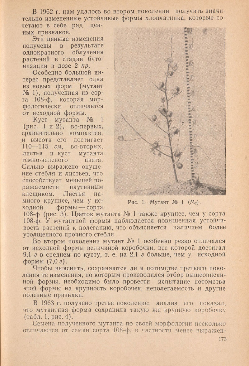 в 1962 г. нам удалось во втором поколении получить значи¬ тельно измененные устойчивые формы хлопчатника, которые со¬ четают в себе ряд цен¬ ных признаков. Эти ценные изменения получены в результате однократного облучения растений в стадии буто¬ низации в дозе 2 кр. Особенно большой ин¬ терес представляет одна из новых форм (мутант чГ\Г9 1), полученная из сор¬ та 108-ф, которая мор¬ фологически отличается от исходной формы. Куст мутанта № 1 (рис. 1 и 2), во-первых, сравнительно компактен, и высота его достигает 110—115 см, во-вторых, листья и куст мутанта темно-зеленого цвета. Сильно выражено опуше¬ ние стебля и листьев, что способствует меньшей по- ражаемости паутинным клещиком. Листья на¬ много крупнее, чем у ис¬ ходной формы — сорта 108-ф (рис. 3). Цветок мутанта № 1 также крупнее, чем у сорта 108-ф. У мутантной формы наблюдается повышенная устойчи¬ вость растений к полеганию, что объясняется наличием более утолщенного прочного стебля. Во втором поколении мутант № 1 особенно резко отличался от исходной формы величиной коробочки, вес которой достигал 9,1 г в среднем по кусту, т. е. на 2,1 г больше, чем у исходной формы (7,0 г). Чтобы выяснить, сохраняются ли в потомстве третьего поко¬ ления те изменения, по которым производился отбор вышеописан¬ ной формы, необходимо было провести испытание потомства этой формы на крупность коробочек, неполегаемость и другие полезные признаки. В 1963 г. получено третье поколение; анализ его показал, что мутантная форма сохранила такую же крупную коробочку (табл. 1, рис. 4). Семена полученного мутанта по своей морфологии несколько отличаются от семян сорта 108-ф, в частности менее выражен- 173 Рис. 1. Мутант № 1 (Мг).