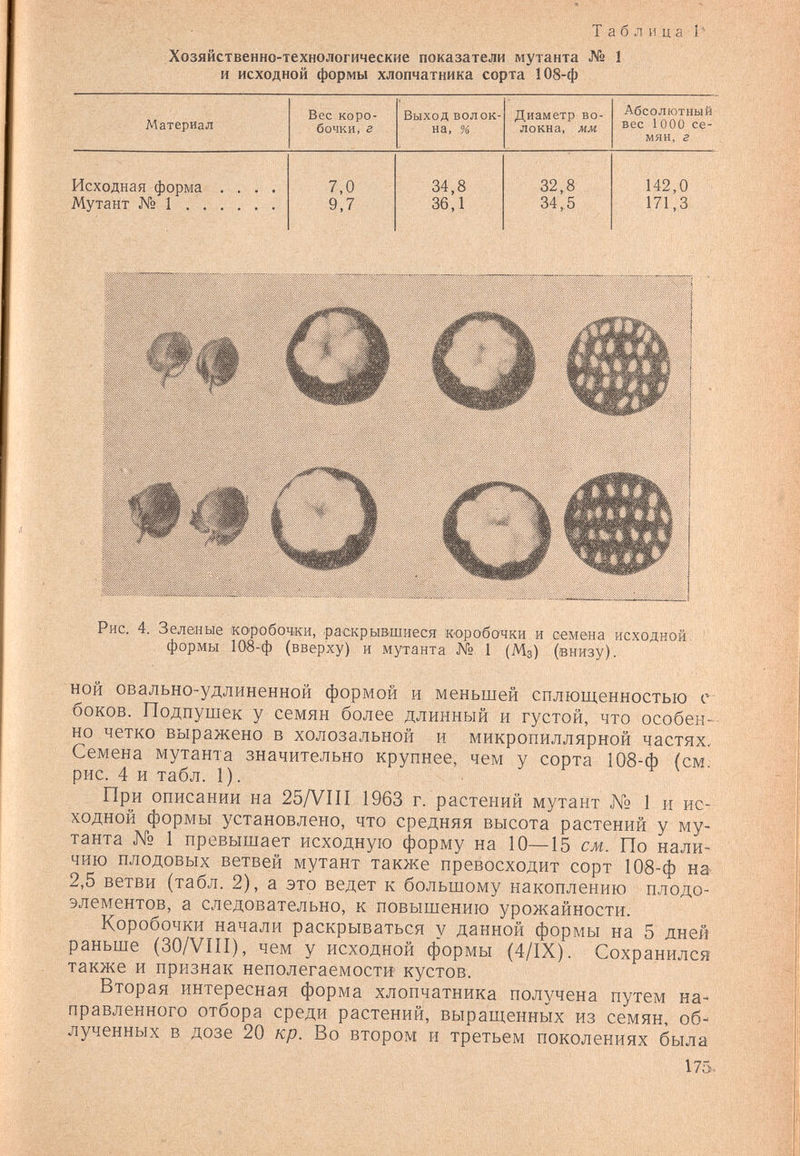 Т а б л и ц а ■ 1 ■ Хозяйственно-технологические показатели мутанта № 1 и исходной формы хлопчатника сорта 108-ф Рис. 4. Зеленые коробочки, раскрывшиеся коробочки и семена исходной, формы 108-ф (вверху) и мутанта № 1 (Мз) (внизу). НОЙ овально-удлиненной формой и меньшей сплющенностью с боков. Подпушек у семян более длинный и густой, что особен¬ но четко выражено в холозальной и микропиллярной частях. Семена мутанта значительно крупнее, чем у сорта 108-ф (см; рис. 4 и табл. 1). При описании на 25/УП1 1963 г. растений мутант jV« 1 и ис¬ ходной формы установлено, что средняя высота растений у му¬ танта № 1 превышает исходную форму на 10—15 см. По нали¬ чию плодовых ветвей мутант также превосходит сорт 108-ф на« 2,5 ветви (табл. 2), а это ведет к большому накоплению плодо- элементов, а следовательно, к повышению урожайности. Коробочки начали раскрываться у данной формы на 5 дней раньше (30/Vni), чем у исходной формы (4/IX). Сохранился также и признак неполегаемости кустов. Вторая интересная форма хлопчатника получена путем на¬ правленного отбора среди растений, выращенных из семян, об¬ лученных в дозе 20 кр. Во втором и третьем поколениях была 175.