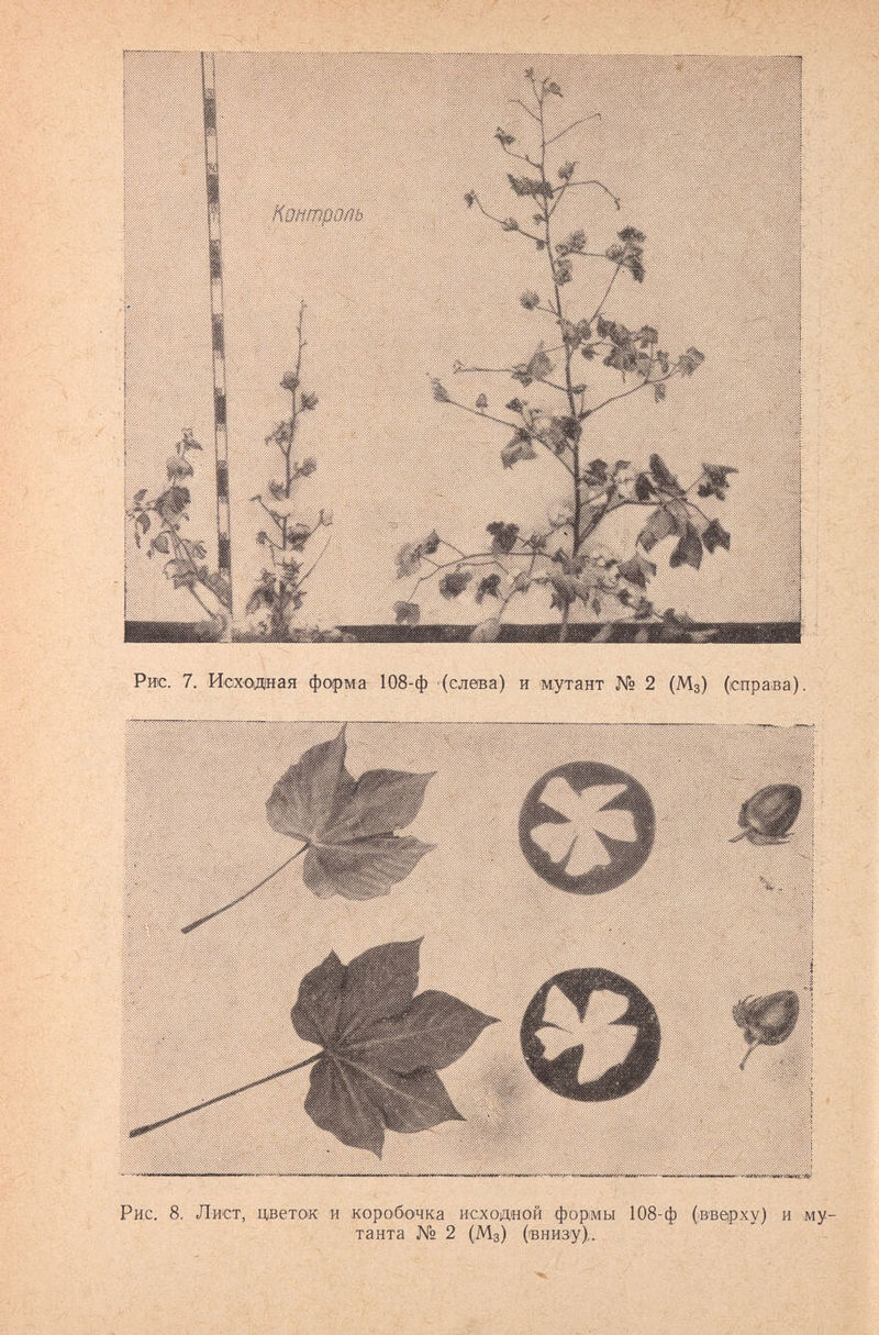 Рис. 7. Исходная форма 108-ф (слева) и мутант № 2 (Мз) (справа). Рис. 8. Лист, цветок и коробочка исходной формы 108-ф (вверху) и му¬ танта № 2 (Мз) (внизу),.