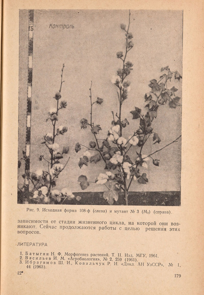 Рис. 9. Исходная форма 108-ф (слева) и мутант № 3 (Мз) (оправа). зависимости от стадии жизненного цикла, на которой они воз¬ никают. Сейчас продолжаются работы с целью решения этих вопросов. -ЛИТЕРАТУРА 1. Батыгин Н. Ф. Морфогенез растений. Т. П. Изд. МГУ, 1961. 2. Васильев И. М. «Агробиология», № 2, 259 (1961). 3. Ибрагимов Ш. И., Ковальчук Р. И. «Докл. АН УзОСР», № L 44 (1963). 12* 179
