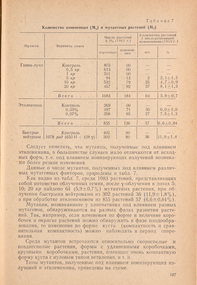 Таблица 7 Количество измененных (Мг) и мутантных растений (М3) Следует отметить, что мутанты, полученные под влиянием этиленимина, в большинстве случаев мало отличаются от исход¬ ных форм, т.е. под влиянием ионизирующих излучений возника¬ ют более резкие изменения. Данные о числе мутантов, полученных под влиянием различ¬ ных мутагенных факторов, прр^ведены в табл. 7. Как видно из табл. 7, среди 1083 растений, представляющих собой потомство облученных семян, после -у-облучения в дозах 5; 10; 20 кр найдено 64 (5,9±0,7%) мутантных растения, при об¬ лучении быстрыми нейтронами из 302 растений 36 (11,9±1,8%), а при обработке этиленимином из 855 растений 57 (6,6±0,84%)- Мутации, возникающие у хлопчатника под влиянием разных мутагенов, обнаруживаются на разных фазах развития расте¬ ний. Так, например, если изменения по форме и величине коро¬ бочек и окраске растений можно обнаружить в фазе плодообра- зования, то изменения по форме куста (компактность и срав¬ нительная компактность) можно наблюдать в период созре¬ вания. Среди мутантов встречаются относительно скороспелые и позднеспелые растения, формы с удлиненными коробочками, крупными коробочками, растения, имеющие очень компактную форму куста с нулевым типом ветвления, и т. п. Типы мутантов, полученные под влиянием ионизирующих из¬ лучений и этиленимина, приведены на схеме. 187