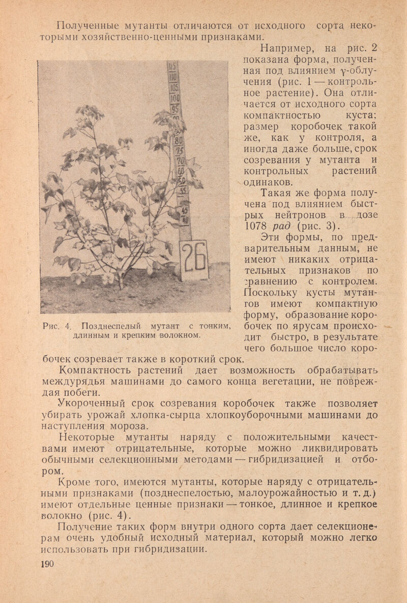 Полученные мутанты отличаются от исходного сорта неко¬ торыми хозяйственно-ценными признаками. Например, на рис. 2 показана форма, получен¬ ная под влиянием у-облу- чения (рис. 1 — контроль¬ ное растение). Она отли¬ чается от исходного сорта компактностью куста; размер коробочек такой же, как у контроля, а иногда даже больше, срок созревания у мутанта и контрольных растений одинаков. Такая же форма полу¬ чена под влиянием быст¬ рых нейтронов в. , дозе 1078 рад (рис. 3). Эти формы, по пред¬ варительным данным, не имеют никаких отрица¬ тельных признаков по :равнению с контролем. Поскольку кусты мутан- гов имеют компактную форму, образование коро¬ бочек по ярусам происхо¬ дит быстро, в результате чего большое число коро¬ бочек созревает также в короткий срок. Компактность растений дает возможность обрабатъшать междурядья машинами до самого конца вегетации, не повреж¬ дая побеги. Укороченный срок созревания коробочек также позволяет убирать урожай хлопка-сырца хлопкоуборочными машинами до наступления мороза. Некоторые мутанты наряду с положительными качест¬ вами имеют отрицательные, которые можно ликвидировать обычными селекционными методами — гибридизацией и отбо¬ ром. Кроме того, имеются мутанты, которые наряду с отрицатель-^ ными признаками (позднеспелостью, малоурожайностью и т. д.) имеют отдельные ценные признаки — тонкое, длинное и крепкое волокно (рис. 4). Получение таких форм внутри одного сорта дает селекционе-^ рам очень удобный исходный материал, который можно легко использовать при гибридизации. 190 Рис. 4. Позднеспелый мутант с тоиким, длинным и крепким 'ВОЛОКНОМ.