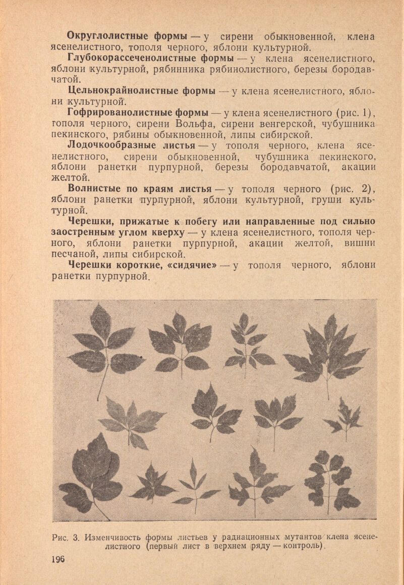 Округлолистные формы — у сирени обыкновенной, кленй ясенелистного, тополя черного, яблони культурной. Глубокорассеченолистные формы — у клена ясенелистного, яблони культурной, рябинника рябинол.истного, березы бородав¬ чатой. Цельнокрайнолистные формы — у клена ясенелистного, ябло¬ ни культурной. Гофрированолистные формы — у клена ясенелистного (рис. 1), тополя черного, сирени Вольфа, сирени венгерской, чубушника пекинского, рябины обыкновенной, липы сибирской. Лодочкообразные листья — у тополя черного, клена ясе¬ нелистного, сирени обыкновенной, чубушника лекинского, яблони ранетки пурпурной, березы бородавчатой, акации желтой. Волнистые по краям листья — у тополя черного (рис. 2), яблони ранетки 'пурпурной, яблони культурной, груши куль¬ турной. Черешки, прижатые к побегу или направленные под сильно заостренным' углом кверху — у клена ясенелистного, тополя чер¬ ного, яблони ранетки пурпурной, акации желтой, вишни песчаной, липы сибирской. Черешки короткие, «сидячие» — у тополя черного, яблони ранетки пурпурной. Рис. 3. Изменчивость формы листьев у радиационных гмутантов клена ясене- лисгаого (первый лист в 'верхнем (ряду — контроль). 196