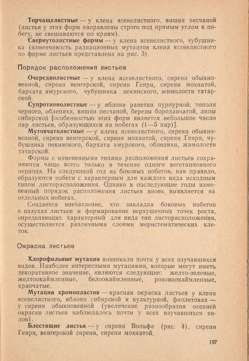Торчащелистные — у клена ясенелистного, вишни песчаной (листья у этих форм направлены строго иод прямым углом к по¬ бегу, не свешиваются ло краям). , Свернутолистные формы — у .клена ясенелистного, чубушни¬ ка (изменчивость радиационных мутантов клена ясенелистного по форме листьев представлена на рис. 3). Порядок расположения листьев Очереднолистные — у клена ясенелистного, сирени обыкно¬ венной, сирени 'Венгерской, сирени Генри, сирени мохнатой, бархата амурского, чубушника пекинского, жимолости татар¬ ской. Супротивнолистные — у яблони ранетки пурпурной, то'поля черного, облепихи, вишни песчаной, березы бородавчатой, липы сибирской [особенностью этих форм является небольшое число пар листьев, образующихся на побегах (i—5 пар)]. Мутовчатолистные — у клена ясенелистного, сирени обыкно¬ венной, сирени венгер'Ской, сирени мохнатой, сирени Генри, чу¬ бушника пекинского, бархата амурского, облепихи, жимолости татарской. Формы с измененными типами расположения листьев сохра¬ няются чаще всего только в течение одного вегетационного периода. На следующий год из боковых побегов, как правило, образуются побеги с характерным для каждого вида исходным типом листорасположения. Однако в последующие годы изме¬ ненный порядок расположения листьев вновь выявляется на отдельных побегах. Создается впечатление, что закладка боковых побегов в пазухах листьев и формирование верхушечных точек роста, определяющих характерный для вида тип листорасположения, осуществляется различными слоями меристематических кле¬ ток. Окраска листьев Хлорофильные мутации возникали почти у всех изучавшихся видов. Наиболее интересными мутациями, которые могут иметь декоративное значение, являются следующие: желто-зеленые, желтоокаймленные, белоокаймленные, розовоокаймленные, крапчатые., Мутации хромопластов — красная окраска листьев у клена ясенелистного, ябло-ни сибирской и культурной, фиолетовая — у сирени обыкновенной (увеличение разнообразия осенней окраски листьев наблюдалось почти у всех изучавшихся ви¬ дов) . Блестящие листья — у сирени Вольфа (рис. 4), сирени Генри, венгерской сирени, сирени мохнатой, 197