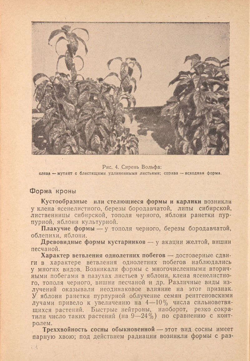 слева Рис. 4. Сирень Вольфа; — мутайт с блестящими удлиненными листьями: справа — исходная форма. Форма кроны Кустообразные или стелющиеся формы и карлики возникли у клена ясенелистного, березы бородавчатой, липы сибирской, лиственницы сибирской, тополя черного, яблони ранетки пур¬ пурной, яблони культурной. Плакучие формы — у тополя черного, березы бородавчатой, облепихи, яблони. Древовидные формы кустарников — у акации желтой, вишни песчаной. Характер ветвления однолетних побегов — достоверные сдви¬ ги в характере ветвления однолетних побегов наблюдались у многих видов. Возникали формы с многочисленными вторич-' ными побегами в пазухах листьев у яблони, клена ясенелистно¬ го, тополя черного, вишни песчаной и др. Различные виды из¬ лучений оказывали неодинаковое влияние на этот признак. У яблони ранетки пурпурной облучение семян рентгеновскими лучами привело к увеличению на 4—10% числа сильноветвя- щихся растений. Быстрые нейтроны, наоборот, резко сокра¬ тили число таких растений (на 9—24°/о) по сравнению с конт¬ ролем. Треххвойность сосны обыкновенной — этот вид сосны имеет парную хвою; под действием радиации возникли формы с раз-