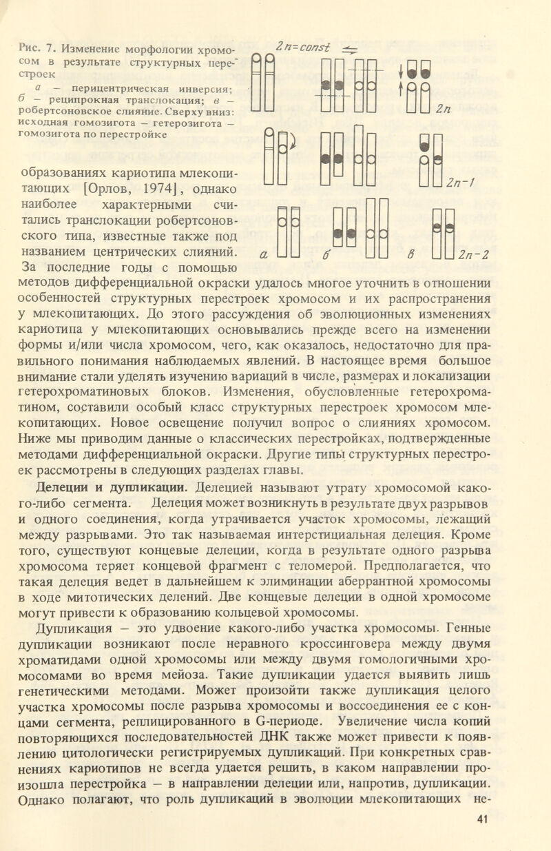 Рис. 7. Изменение морфологии хромо¬ сом в результате структурных пере- строек а — перицентрическая инверсия; б — реципрокная транслокация; в — робертсоновское слияние. Сверху вниз: исходная гомозигота — гетерозигота — гомозигота по перестройке Zn-cansí |УУ Zn ) Zn-1 Zn-Z образованиях кариотипа млекопи¬ тающих [Орлов, 1974J, однако наиболее характерными счи¬ тались транслокации робертсонов- ского типа, известные также под названием центрических слияний. а За последние годы с помощью методов дифференциальной окраски удалось многое уточнить в отношении особенностей структурных перестроек хромосом и их распространения у млекопитающих. До этого рассуждения об эволюционных изменениях кариотипа у млекопитающих основьшались прежде всего на изменении формы и/или числа хромосом, чего, как оказалось, недостаточно для пра¬ вильного понимания наблюдаемых явлений. В настоящее время большое внимание стали уделять изучению вариаций в числе, размерах и локализации гетерохроматиновых блоков. Изменения, обусловленные гетерохрома- тином, составили особый класс структурных перестроек хромосом мле¬ копитающих. Новое освещение получил вопрос о слияниях хромосом. Ниже мы приводим данные о классических перестройках, подтвержденные методами дифференциальной окраски. Другие типы структурных перестро¬ ек рассмотрены в следуюш^1х разделах главы. Делеции и дупликации. Делецией называют утрату хромосомой како¬ го-либо сегмента. Делеция может возникнуть в результате двух разрывов и одного соединения, когда утрачивается участок хромосомы, лежащий между разрьшами. Это так называемая интерстициальная делеция. Кроме того, существуют концевые делеции, когда в результате одного разрьша хромосома теряет концевой фрагмент с теломерой. Предполагается, что такая делеция ведет в дальнейшем к элиминации аберрантной хромосомы в ходе митотических делений. Две концевые делеции в одной хромосоме могут привести к образованию кольцевой хромосомы. Дупликация — это удвоение какого-либо участка хромосомы. Генные дупликации возникают после неравного кроссинговера между двумя хроматидами одной хромосомы или между двумя гомологичными хро¬ мосомами во время мейоза. Такие дупликации удается выявить лишь генетическими методами. Может произойти также дупликация целого участка хромосомы после разрыва хромосомы и воссоединения ее с кон¬ цами сегмента, реплицированного в G-периоде. Увеличение числа копий повторяющихся последовательностей ДНК также может привести к появ¬ лению цитологически регистрируемых дупликаций. При конкретных срав¬ нениях кариотипов не всегда удается решить, в каком направлении про¬ изошла перестройка — в направлении делеции или, напротив, дупликации. Однако полагают, что роль дупликаций в эволюции млекопитающих не- 41