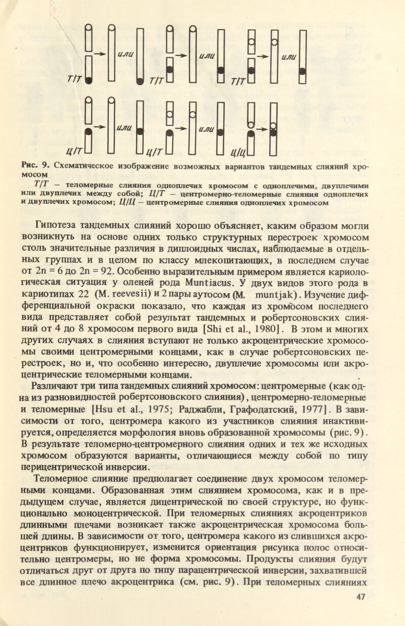 ,> : О ü D ГУ UJtU или в Я и U/IU или 0 1 fl ñ ими Рис. 9. Схематическое изображение возможных вариантов тандемных слияний хро¬ мосом ~ теломерные слияния одноплечих хромосом с одноплечими, двуплечими или двуплечих между собой; ЩТ — центромерно-теломерные слияния одноплечих и двуплечих хромосом; ЦЩ — центромерные слияния одноплечих хромосом Гипотеза тандемных слияний хорошо объясняет, каким образом могли возникнуть на основе одних только структурных перестроек хромосом столь значительные различия в диплоидных числах, Наблюдаемые в отдель¬ ных группах и в целом по классу млекопитающих, в последнем случае от 2п = 6 до 2п = 92. Особенно выразительным примером является кариоло- гическая ситуация у оленей рода Muntiacus. У двух видов этого рода в кариотипах 22 (М. reevesii) и 2 пары аутосом (М. muntjak). Изучение диф¬ ференциальной окраски показало, что каждая из хромосом последнего вида представляет собой результат тандемных и робертсоновских слия¬ ний от 4 до 8 хромосом первого вида [Shi et al., 1980]. В этом и многих других случаях в слияния вступают не только акроцентрические хромосо¬ мы своими центромерными концами, как в сл)^ае робертсоновских пе¬ рестроек, но и, что особенно интересно, двуплечие хромосомы или акро¬ центрические теломерными концами. Различают три типа тандемных слияний хромосом: центромерные (как од¬ на из разновидностей робертсоновского слияния), центромерно-теломерные и теломерные [Hsu et al., 1975; Раджабли, Графодатский, 1977]. В зави¬ симости от того, центромера какого из участников слияния инактиви- руется, определяется морфология вновь образованной хромосомы (рис. 9). В результате теломерно-центромерного слияния одних и тех же исходных хромосом образуются варианты, отличающиеся между собой по типу перицентрической инверсии. Теломерное слияние предполагает соединение двух хромосом теломер¬ ными концами. Образованная этим слиянием хромосома, как и в пре- дьщущем случае, является дицентрической по своей структуре, но функ¬ ционально моноцентрической. При теломерных слияниях акроцентриков длинными плечами возникает также акроцентрическая хромосома боль¬ шей длины. В зависимости от того, центромера какого из слившихся акро¬ центриков функционирует, изменится ориентация рисунка полос относи¬ тельно центромеры, но не форма хромосомы. Продукты слияния будут отличаться друг от друга по типу парацентрической инверсии, захватившей все длинное плечо акроцентрика (см. рис. 9). При теломерных слияниях 47