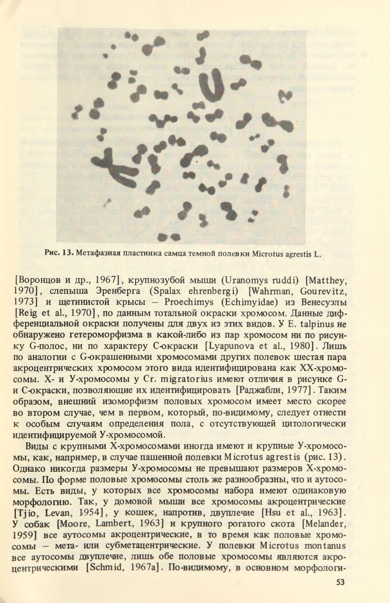 'îM:'.•'Vfy'*'. Р1^Ж> # ш ^ ri ▼ J Ä. о 4 mm т. ^ ^ ® i^W ^ ^ -f* •• •* • * ^ ш ш ^ •Ф Рис. 13. Метафазная пластинка самца темной полевки Microtus agrestis L. [Воронцов и др., 1967], крупнозубой мыши (Uranomys ruddi) [Matthey, 1970], слепыша Эренберга (Spalax ehrenbergi) [Wahrman, Gourevitz, 1973] и щетинистой крысы — Proechimys (Echimyidae) из Венесуэлы [Reig et al., 1970], по данным тотальной окраски хромосом. Данные диф¬ ференциальной окраски получены для двух из этих видов, У Е. talpinus не обнаружено гетероморфизма в какой-либо из пар хромосом ни по рисун¬ ку G-полос, ни по характеру С-окраски [Lyapunova et al., 1980]. Лишь по аналогии с Оюкрашенными хромосомами других полевок шестая пара акроцентрических хромосом этого вида идентифицирована как ХХ-хромо- сомы. Х- и У-хромосомы у Cr. migratorius имеют отличия в рисунке G- и С-окраски, позволяющие их идентифицировать [Раджабли, 1977]. Таким образом, внешний изоморфизм половых хромосом имеет место скорее во втором случае, чем в первом, который, по-видимому, следует отнести к особым случаям определения пола, с отсутствующей цитологически идентифицируемой У-хромосомой. Виды с крупными Х-хромосомами иногда имеют и крупные У-хромосо¬ мы, как, например, в случае пашенной полевки Microtus agrestis (рис. 13). Однако никогда размеры У-хромосомы не превышают размеров Х-хромо- сомы. По форме половые хромосомы столь же разнообразны, что и аутосо- мы> Есть виды, у которых все хромосомы набора имеют одинаковую морфологию. Так, у домовой мыши все хромосомы акроцентрические [Tjio, Levan, 1-954], у кошек, напротив, двуплечие [Hsu et al., 1963]. У собак [Moore, Lambert, 1963] и крупного рогатого скота [Melander, 1959] все аутосомы акроцентрические, в то время как половые хромо¬ сомы - мета- или субметацентрические. У полевки Microtus montanus все аутосомы двуплечие, лишь обе половые хромосомы являются акро- центрическими [Schmid, 1967а]. По-видимому, в основном морфологи- 53