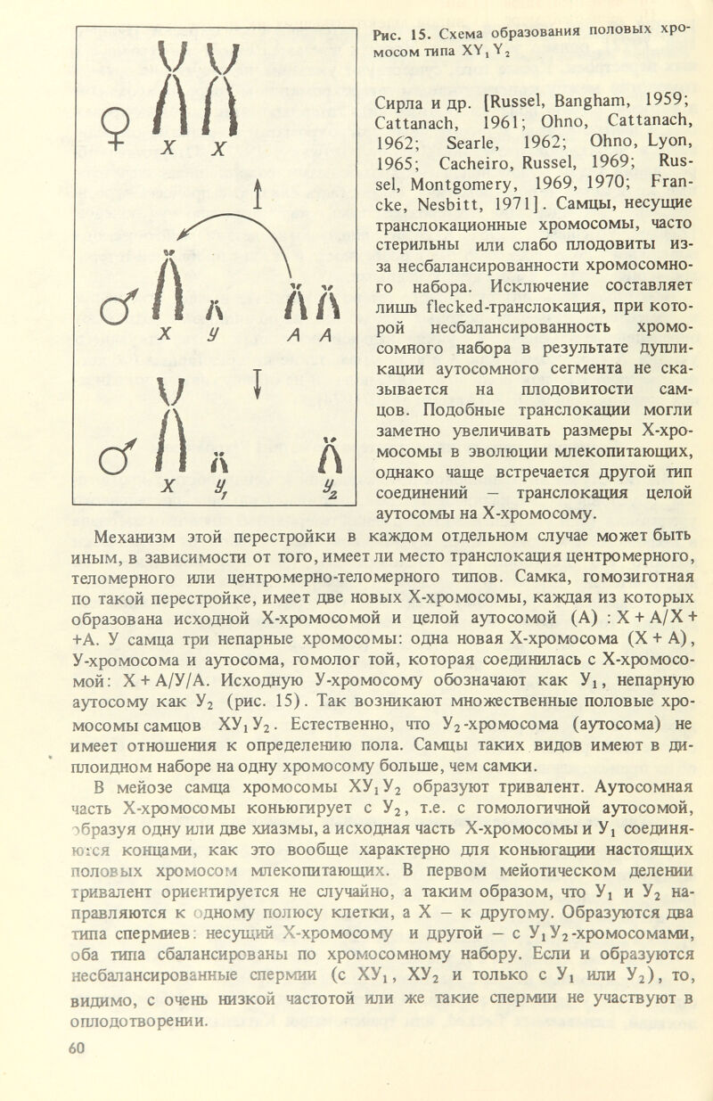 Рис. 15. Схема образования половых хро¬ мосом типа XY, Y 2 Сирла и др. [Rüssel, Bangham, 1959; Cattanach, 1961; Ohno, Cattanach, 1962; Searle, 1962; Ohno, Lyon, 1965; Cacheiro, Rüssel, 1969; Rüs¬ sel, Montgomery, 1969, 1970; Fran- cke, Nesbitt, 1971]. Самцы, несущие транслокационные хромосомы, часто стерильны или слабо плодовиты из- за несбалансированности хромосомно¬ го набора. Исключение составляет лишь flecked-транслокация, при кото¬ рой несбалансированность хромо¬ сомного набора в результате дупли¬ кации аутосомного сегмента не ска¬ зывается на плодовитости сам¬ цов. Подобные транслокации могли заметно увеличивать размеры Х-хро- мосомы в эволюции млекопитающих, однако чаще встречается другой тип соединений — транслокация целой аутосомы на Х-хромосому. Механизм этой перестройки в каждом отдельном случае может быть иным, в зависимости от того, имеет ли место транслокация центро мерно го, теломерного или центромерно-теломерного типов. Самка, гомозиготная по такой перестройке, имеет две новых Х-хромосомы, каждая из которых образована исходной Х-хромосомой и целой аутосомой (А) : X + А/Х + +А. У самца три непарные хромосомы: одна новая Х-хромосома (Х +А), У-хромосома и аутосома, гомолог той, которая соединилась с Х-хромосо¬ мой: X + А/У/А. Исходную У-хромосому обозначают как У1, непарную аутосому как У2 (рис. 15). Так возникают множественные половые хро¬ мосомы самцов ХУ1У2. Естественно, что Уг-хромосома (аутосома) не имеет отношения к определению пола. Самцы таких видов имеют в ди¬ плоидном наборе на одну хромосому больше, чем самки. В мейозе самца хромосомы ХУ1У2 образуют тривалент. Аутосомная часть Х-хромосомы коньюгирует с Уг, т.е. с гомологичной аутосомой, образуя одну шш две хиазмы, а исходная часть Х-хромосомы и У1 соединя- Ю1СЯ концами, как это вообще характерно для коньюгации настоящих половых хромосом млекопитающих. В первом мейотическом делении тривалент ориентируется не случайно, а таким образом, что У1 и на¬ правляются к г>дному полюсу клетки, а X — к другому. Образуются два типа спермиев: несущий Х-хромосому и другой - с У1У2-хромосомами, оба типа сбалансированы по хромосомному набору. Если и образуются несбалансированные спермии (с ХУх, ХУ2 и только с Ух или У2), то, видимо, с очень низкой частотой или же такие спермии не участвуют в оплодотворении. 60