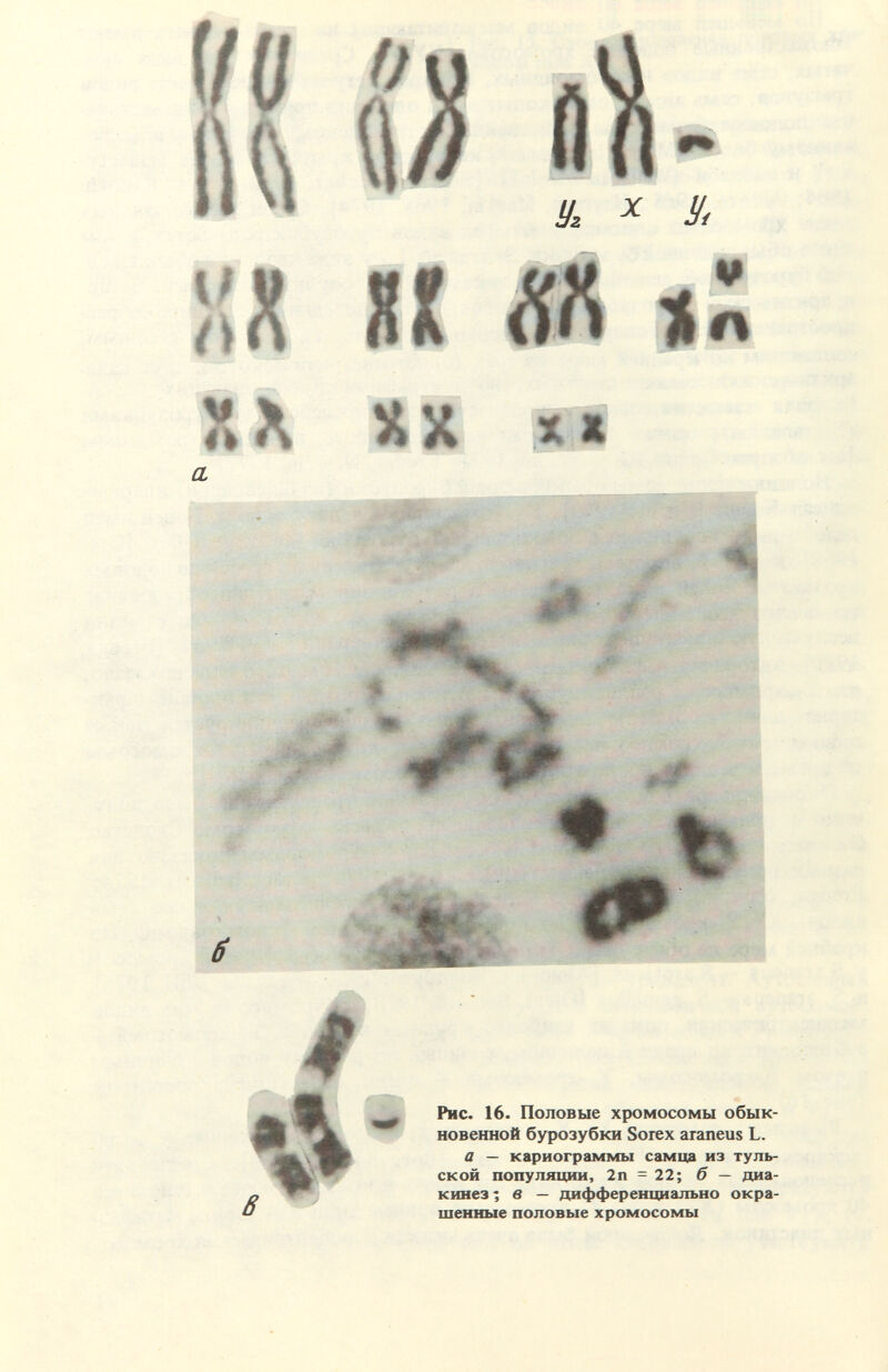 % ü м% % ж Рис. 16- Половые хромосомы обык¬ новенной бурозубки Sorex araneus L. а — кариограммы самца из туль¬ ской популяции, 2п = 22; б — диа- кинез ■; в — дифференциально окра¬ шенные половые хромосомы