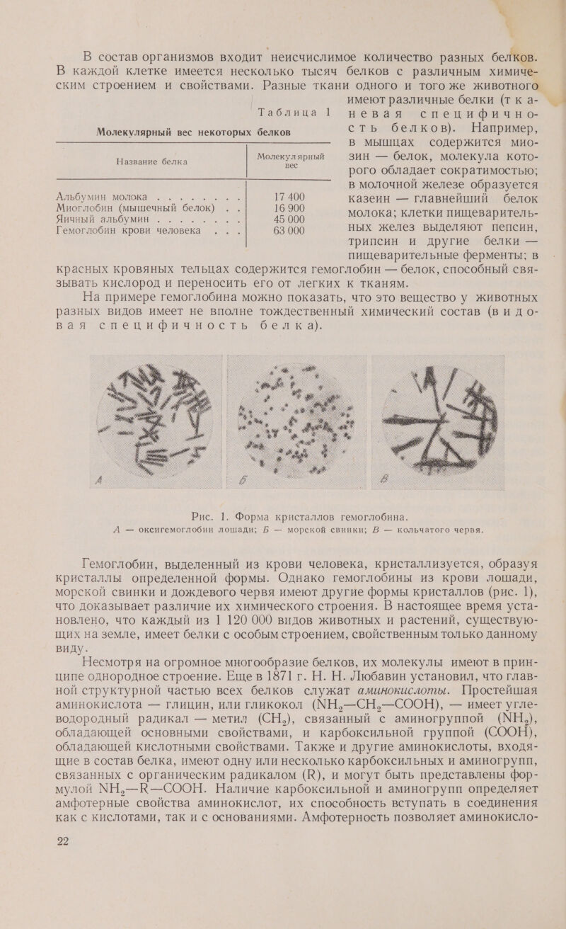 В состав организмов входит неисчислимое количество разных белков. В каждой клетке имеется несколько тысяч белков с различным химиче- ским строением и свойствами. Разные ткани одного и того же животного имеют различные белки (тка- Таблица 1 невая специфично- сть белков). Например, в мышцах содержится мио- Молекулярный —ЗИН — белок, молекула кото- .. рого обладает сократимостью; в молочной железе образуется Молекулярный вес некоторых белков Название белка не ий ее ы с и казеин — главнейший белок иоглобин (мышечный белок) .. : Яичный альбумин... Е 45 000 О ео Гемоглобин крови человека ... 63 000 ных желез выделяют пепсин, трипсин и другие белки — пищеварительные ферменты; в красных кровяных тельцах содержится гемоглобин — белок, способный свя- зывать кислород и переносить его от легких к тканям. На примере гемоглобина можно показать, что это вещество у животных разных видов имеет не вполне тождественный химический состав (ви до- вая специфичность белка) Гемоглобин, выделенный из крови человека, кристаллизуется, образуя кристаллы определенной формы. Однако гемоглобины из крови лошади, морской свинки и дождевого червя имеют другие формы кристаллов (рис. 1), что доказывает различие их химического строения. В настоящее время уста- новлено, что каждый из | 120 000 видов животных и растений, существую- щих на земле, имеет белки с особым строением, свойственным только данному виду. Несмотря на огромное многообразие белков, их молекулы имеют в прин- ципе однородное строение. Еще в 1871 г. Н. Н. Любавин установил, что глав- ной структурной частью всех белков служат аминокислоты. Простейшая аминокислота — глицин, или гликокол (МН,—СН,—СООН), — имеет угле- водородный радикал — метил (СН.), связанный с аминогруппой (МН,), обладающей основными свойствами, и карбоксильной группой (СООН), обладающей кислотными свойствами. Также и другие аминокислоты, входя- щие в состав белка, имеют одну или несколько карбоксильных и аминогрупп, связанных с органическим радикалом (К), и могут быть представлены фор- мулой МН.—К—СООН. Наличие карбоксильной и аминогрупп определяет амфотерные свойства аминокислот, их способность вступать в соединения как с кислотами, так и с основаниями. Амфотерность позволяет аминокисло- 2
