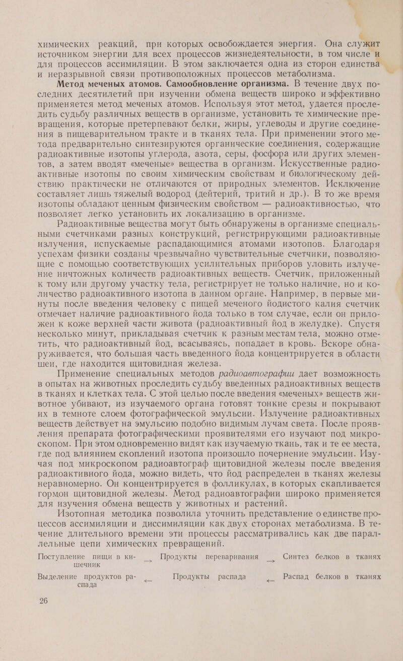 химических реакций, при которых освобождается энергия. Она слу источником энергии для всех процессов жизнедеятельности, в том числе и для процессов ассимиляции. В этом заключается одна из сторон единства и неразрывной связи противоположных процессов метаболизма. Метод меченых атомов. Самообновление организма. В течение двух по- следних десятилетий при изучении обмена веществ широко и эффективно применяется метод меченых атомов. Используя этот метод, удается просле- дить судьбу различных веществ в организме, установить те химические пре- вращения, которые претерпевают белки, жиры, углеводы и другие соедине- ния в пищеварительном тракте и в тканях тела. При применении этого ме- тода предварительно синтезируются органические соединения, содержащие радиоактивные изотопы углерода, азота, серы, фосфора или других элемен- тов, а затем вводят «меченые» вещества в организм. Искусственные радио- активные изотопы по своим химическим свойствам и биологическому дей- ствию практически не отличаются от природных элементов. Исключение составляет лишь тяжелый водород (дейтерий, тритий и др.). В то же время изотопы обладают ценным физическим свойством — радиоактивностью, что позволяет легко установить их локализацию в организме. Радиоактивные вещества могут быть обнаружены в организме специаль- ными счетчиками разных конструкций, регистрирующими радиоактивные излучения, испускаемые распадающимися атомами изотопов. Благодаря успехам физики созданы чрезвычайно чувствительные счетчики, позволяю- щие с помощью соответствующих усилительных приборов уловить излуче- ние ничтожных количеств радиоактивных веществ. Счетчик, приложенный к тому или другому участку тела, регистрирует не только наличие, но и ко- личество радиоактивного изотопа в данном органе. Например, в первые ми- нуты после введения человеку с пищей меченого йодистого калия счетчик отмечает наличие радиоактивного йода только в том случае, если он прило- жен к коже верхней части живота (радиоактивный йод в желудке). Спустя несколько минут, прикладывая счетчик к разным местам тела, можно отме- тить, что радиоактивный Йод, всасываясь, попадает в кровь. Вскоре обна- руживается, что большая часть введенного йода концентрируется в области шеи, где находится щитовидная железа. Применение специальных методов радиоавтографии дает возможность в опытах на животных проследить судьбу введенных радиоактивных веществ в тканях и клетках тела. С этой целью после введения «меченых» веществ жи- вотное убивают, из изучаемого органа готовят тонкие срезы и покрывают их в темноте слоем фотографической эмульсии. Излучение радиоактивных веществ действует на эмульсию подобно видимым лучам света. После прояв- ления препарата фотографическими проявителями его изучают под микро- скопом. При этом одновременно видят как изучаемую ткань, так и те ее места, где под влиянием скоплений изотопа произошло почернение эмульсии. Изу- чая под микроскопом радиоавтограф щитовидной железы после введения радиоактивного йода, можно видеть, что йод распределен в тканях железы неравномерно. Он концентрируется в фолликулах, в которых скапливается гормон щитовидной железы. Метод радиоавтографии широко применяется для изучения обмена веществ у животных и растений. Изотопная методика позволила уточнить представление оединстве про- цессов ассимиляции и диссимиляции как двух сторонах метаболизма. В те- чение длительного времени эти процессы рассматривались как две парал- лельные цепи химических превращений. Поступление пищи в ки- _ Продукты переваривания _[ Синтез белков в тканях шечник Выделение продуктов ра- ›_ Продукты распада ‹_ [Распад белков в тканях спада