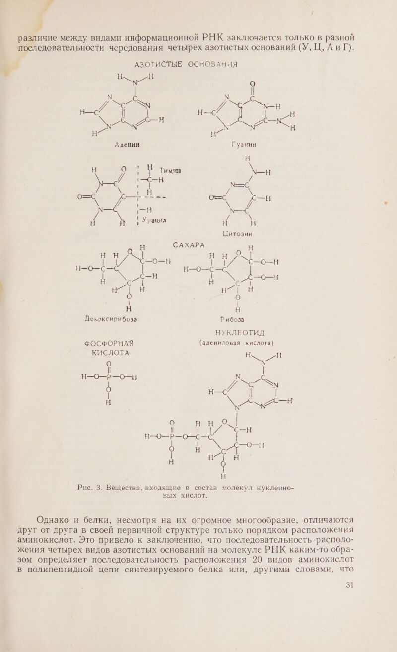 ет различие между видами информационной РНК заключается только в разной последовательности чередования четырех азотистых оснований (У, Ц, АиГ). АЗОТИСТЫЕ ОСНОВАНИЯ Н Н ео И о но [ ю ней а. н ее в м в. А А Н Аденин Гуанин Н о - / ее 5. Н я ок и. оон у > ме о. | —С Н \ ' Урацил и и Цитозин Е САХАРА Н Я | Н о о ея н—о—с— | \ сн . о _„с—о—н ке | №. Н . Н НА 29 | | Н Н Дезоксирибоза Рибоза НУКЛЕОТИД ФОСФОРНАЯ (адениловая кислота) КИСЛОТА о. ВЕН С | а он м р” р | ВАС | | В о О ВЕ» | | || `сн о во —о— о о ое Н ‚с а Е Рис. 3. Вещества, входящие в состав молекул нуклеино- вых кислот. Однако и белки, несмотря на их огромное многообразие, отличаются друг от друга в своей первичной структуре только порядком расположения аминокислот. Это привело к заключению, что последовательность располо- жения четырех видов азотистых оснований на молекуле РНК каким-то обра- зом определяет последовательность расположения 20 видов аминокислот в полипептидной цепи синтезируемого белка или, другими словами, что