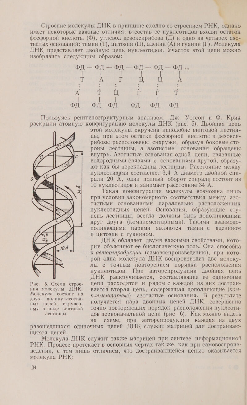 \ Строение молекулы ДНК в принципе сходно со строением РНК, однако имеет некоторые важные отличия: в состав ее нуклеотидов входит остаток фосфорной кислоты (Ф), углевод дезоксирибоза (Д) и одно из четырех азо- тистых оснований: тимин (Т), цитозин (Ц), аденин (А) и гуанин (Г). Молекула ДНК представляет двойную цепь нуклеотидов. Участок этой цепи можно изобразить следующим образом: Фд—ФДд—ФДд—ФД- ФД ФД... | | | ай А т | | | т | | | | | | ФД ФД ФД р од Пользуясь рентгеноструктурным анализом, Дж. Уотсон и Ф. Крик раскрыли атомную конфигурацию молекулы ДНК (рис. 5). Двойная цепь этой молекулы скручена наподобие винтовой лестни- цы, при этом остатки фосфорной кислоты и дезокси- рибозы расположены снаружи, образуя боковые сто- роны лестницы, а азотистые основания обращены внутрь. Азотистые основания одной цепи, связанные водородными связями с основаниями другой, образу- ют как бы перекладины лестницы. Расстояние между нуклеотидами составляет 3,4 А диаметр двойной спи- рали 20 А, один полный оборот спирали состоит из 10 нуклеотидов и занимает расстояние 34 А. Такая конфигурация молекулы возможна лишь при условии закономерного соответствия между азо- тистыми основаниями параллельно расположенных нуклеотидных цепей. Основания, образующие сту- пень лестницы, всегда должны быть дополняющими друг друга (комплементарными). Такими взаимодо- полняющими парами являются тимин с аденином и цитозин с гуанином. ДНК обладает двумя важными свойствами, кото- рые объясняют ее биологическую роль. Она способна к авторепродукции (самовоспроизведению), при кото- рой одна молекула ДНК воспроизводит две молеку- лы с точным повторением порядка расположения нуклеотидов. При авторепродукции двойная цепь ДНК раскручивается, составляющие ее одиночные Рис. 5. Схема строе- цепи расходятся и рядом с каждой из них Достраи- ния молекулы ДНК. вается вторая цепь, содержащая дополняющие (ком- Молекула состоит из пдементарные) азотистые основания. В результате двух полинуклеотид- ь - ных цепей, скручен- Получается пара двойных цепей ДНК, совершенно ных в виде винтовой ТОЧНО ПОВТОряющих порядок расположения нуклеоти- лестницы. дов первоначальной цепи (рис. 6). Как можно видеть на схеме, при авторепродукции каждая из двух разошедшихся одиночных цепей ДНК служит матрицей для достраиваю- щихся цепей. Молекула ДНК служит также матрицей при синтезе информационной РНК. Процесс протекает в основных чертах так же, как при самовоспроиз- ведении, с тем лишь отличием, что достраивающейся цепью оказывается молекула РНК: