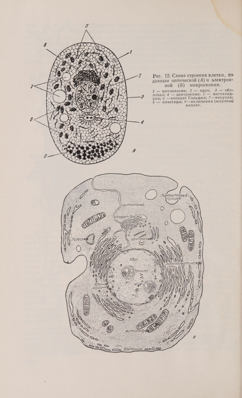 Рис. 12. Схема строения клетки, по данным оптической (А) и электрон- ной (Б) микроскопии. 1 — цитоплазма; 2 — ядро; 3 — обо- лочка; 4 — центросома; 5 — митохонд- рии; 6 —аппарат Гольджи; 7—вакуоли; 8 — пластиды; 9—включения (жировые капли).