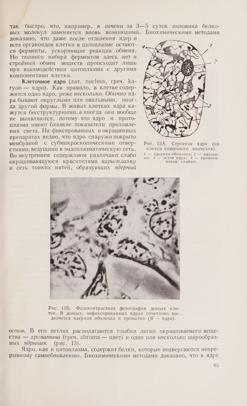 так быстро, что, например, в печени за 3—5 суток половина белко- вых молекул заменяется вновь возникшими. Биохимическими методами доказано, что даже после отделения ядер и всех органоидов клетки в цитоплазме остают- ся ферменты, ускоряющие реакции обмена. Но полного набора ферментов здесь нет и стройный обмен веществ происходит лишь при взаимодействии цитоплазмы с другими компонентами клетки. | Клеточное ядро (лат. пис[еиз, греч. Ка- гуоп — ядро). Как правило, в клетке содер- жится одно ядро, реже несколько. Обычно яд- ра бывают округлыми или овальными, иног- да другой формы. В живых клетках ядра ка- жутся бесструктурными, а иногда они вообще не выявляются, потому что ядро и прото- плазма имеют близкие показатели преломле- ния света. На фиксированных и окрашенных препаратах видно, что ядро снаружи покрыто мембраной с субмикроскопическими отвер- Рис. 13А. Строение ядра (из стиями, ведущими в эндоплазматическую сеть. клетки кишечного эпителия). 1 — ядерная оболочка; 2 — ядрыш- Во внутреннем содержимом различают слабо ко; 3 — остов ядра; 4 — хромати- окрашивающуюся красителями кариоплазму новые глыбки. и сеть тонких нитей, образующих ядерный Рис. 13Б. Фазоконтрастная фотография живых кле- ток. В живых, нефиксированных ядрах отчетливо вы- деляется ядерная оболочка и хроматин (Я — ядра). остов. В его петлях располагаются глыбки легко окрашиваемого веще- ства — хроматина (греч. сргота — цвет) и одно или несколько шарообраз- ных ядрышиек (рис. 13). Ядро, как и цитоплазма, содержит белки, которые подвергаются непре- рывному самообновлению. Биохимическими методами доказано, что в ядре