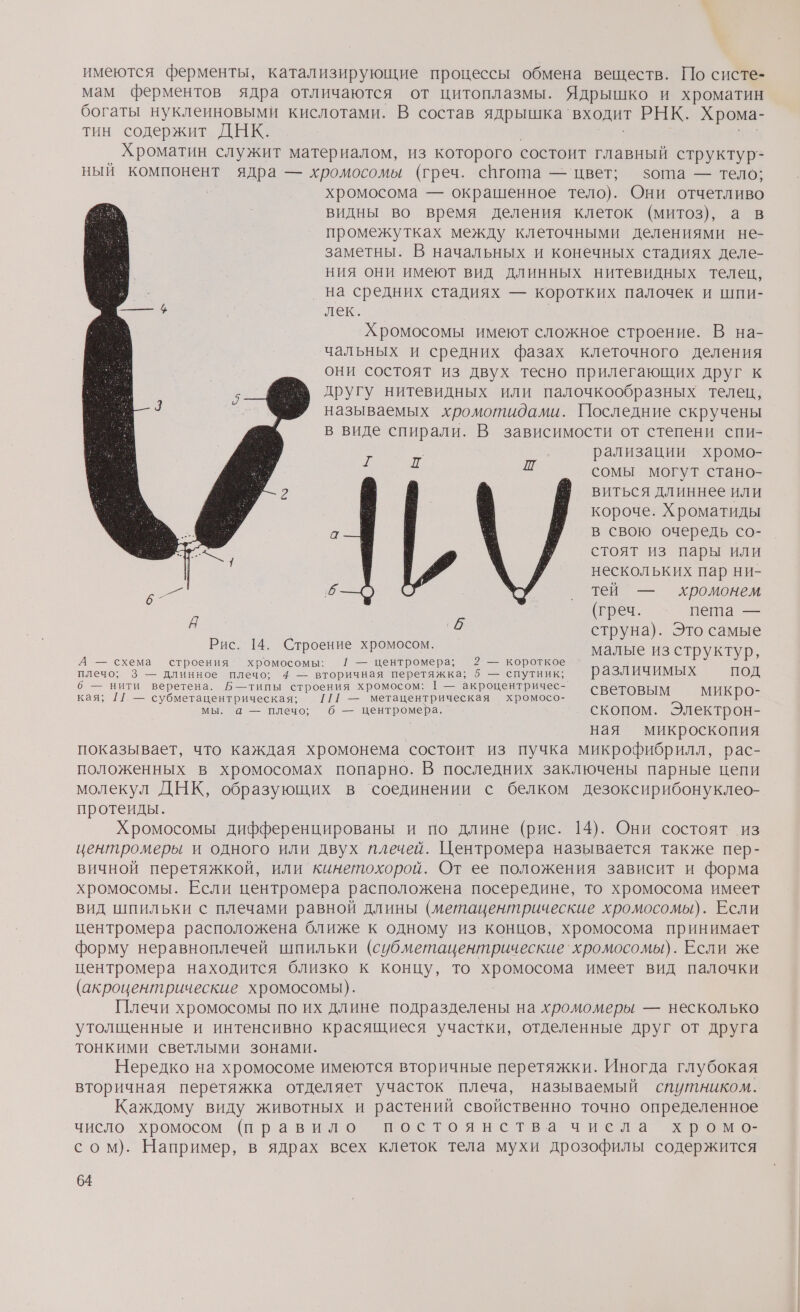имеются ферменты, катализирующие процессы обмена веществ. По систе- мам ферментов ядра отличаются от цитоплазмы. Ядрышко и хроматин богаты нуклеиновыми кислотами. В состав ядрышка` входит РНК. Хрома- тин содержит ДНК. Хроматин служит материалом, из которого состоит главный структур“ ный компонент ядра — хромосомы (греч. спгота — цвет; зота — тело; хромосома — окрашенное тело). Они отчетливо видны во время деления клеток (митоз), а в промежутках между клеточными делениями не- заметны. В начальных и конечных стадиях деле- ния они имеют вид длинных нитевидных телец, на средних стадиях — коротких палочек и шпи- лек. Хромосомы имеют сложное строение. В на- чальных и средних фазах клеточного деления они состоят из двух тесно прилегающих друг к другу нитевидных или палочкообразных телец, называемых хромотидами. Последние скручены в виде спирали. В зависимости от степени спи- рализации хромо- сомы могут стано- виться длиннее или короче. Хроматиды а в свою очередь со- стоят из пары или нескольких пар ни- я ти Ш ‚6 _ тей — хромонем (греч. пета — ‚6 струна). Это самые Рис. 14. Строение хромосом. малые из структур, А — схема строения’ хромосомы: 1 — центромера; 2 — короткое плечо; 3 — длинное плечо; 4 — вторичная а 5 — спутник; различимых ПОД 6 — нити веретена. Б—типы ря хромосом: Г — акроцентричес- Ч кая; [[ — субметацентрическая; 1[/[Г — метацентрическая хромосо- а микро мы. а — плечо; б — центромера. СКОПОМ. Электрон- ная микроскопия показывает, что каждая хромонема состоит из пучка микрофибрилл, рас- положенных в хромосомах попарно. В последних заключены парные цепи молекул ДНК, образующих в соединении с белком дезоксирибонуклео- протеиды. Хромосомы о и по длине (рис. 14). Они состоят из центромеры и одного или двух плечей. Центромера называется также пер- вичной перетяжкой, или кинетохорой. От ее положения зависит и форма хромосомы. Если центромера расположена посередине, то хромосома имеет вид шпильки с плечами равной длины (метацентрические хромосомы). Если центромера расположена ближе к одному из концов, хромосома принимает форму неравноплечей шпильки (субметацентрические` хромосомы). Если же центромера находится близко к концу, то о имеет вид палочки (акроцентрические хромосомы). Плечи хромосомы по их длине подразделены на хромомеры — несколько утолщенные и интенсивно красящиеся участки, отделенные друг от друга тонкими светлыми зонами. Нередко на хромосоме имеются вторичные перетяжки. Иногда глубокая вторичная перетяжка отделяет участок плеча, называемый спутником. Каждому виду животных и растений свойственно точно определенное число хромосом (Правило постоянства чиела хромо- сом). Например, в ядрах всех клеток тела мухи дрозофилы содержится
