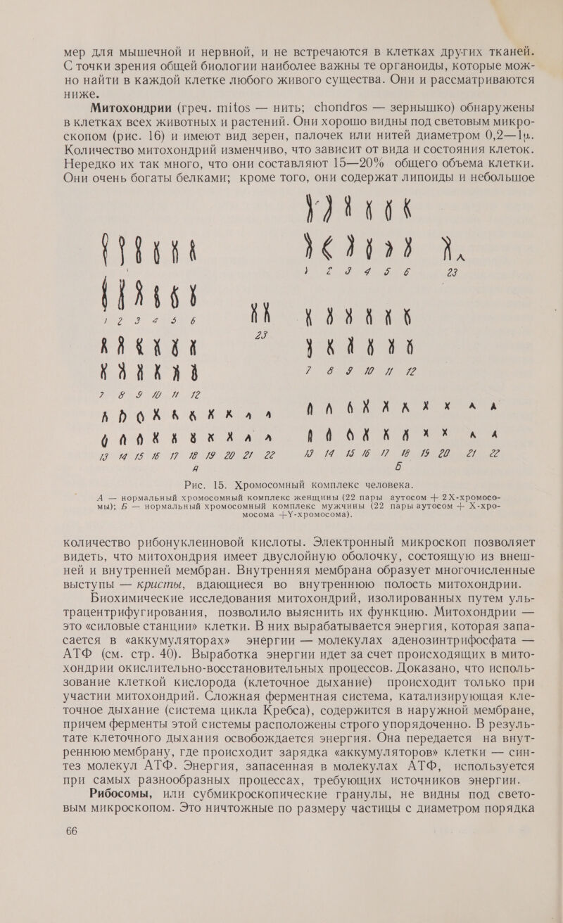 мер для мышечной и нервной, и не встречаются в клетках других тканей. С точки зрения общей биологии наиболее важны те органоиды, которые мож- но найти в каждой клетке любого живого существа. Они и рассматриваются ниже. Митохондрии (греч. поз — нить; спопаго$ — зернышко) обнаружены в клетках всех животных и растений. Они хорошо видны под световым микро- скопом (рис. 16) и имеют вид зерен, палочек или нитей диаметром 0,2— 11. Количество митохондрий изменчиво, что зависит от вида и состояния клеток. Нередко их так много, что они составляют 15—20% общего объема клетки. Они очень богаты белками; кроме того, они содержат липоиды и небольшое У) Еск $ (24122 В си, мо 23 АА 27 Заки Кв ой И &gt;&lt; = &lt; з &gt;е &gt; &gt;С &gt;02 И О роХ Ак Кхлл С ВИ, а Л ОПХ зх Хлл оо п Иа р о и чо 7: [2] Рис. 15. Хромосомный комплекс человека. А — нормальный хромосомный комплекс женщины (22 пары аутосом -- 2Х-хромосо- мы); Б — нормальный хромосомный комплекс мужчины (22 пары аутосом -- Х-хро- мосома --У-хромосома). количество рибонуклеиновой кислоты. Электронный микроскоп позволяет видеть, что митохондрия имеет двуслойную оболочку, состоящую из внеш- ней и внутренней мембран. Внутренняя мембрана образует многочисленные выступы — кристы, вдающиеся во внутреннюю полость митохондрии. Биохимические исследования митохондрий, изолированных путем уль- трацентрифугирования, позволило выяснить их функцию. Митохондрии — это «силовые станции» клетки. В них вырабатывается энергия, которая запа- сается в «аккумуляторах» энергии — молекулах аденозинтрифосфата — АТФ (см. стр. 40). Выработка энергии идет за счет происходящих в мито- хондрии окислительно-восстановительных процессов. Доказано, что исполь- зование клеткой кислорода (клеточное дыхание) происходит только при участии митохондрий. Сложная ферментная система, катализирующая кле- точное дыхание (система цикла Кребса), содержится в наружной мембране, причем ферменты этой системы расположены строго упорядоченно. В резуль- тате клеточного дыхания освобождается энергия. Она передается на внут- реннюю мембрану, где происходит зарядка «аккумуляторов» клетки — син- тез молекул АТФ. Энергия, запасенная в молекулах АТФ, используется при самых разнообразных процессах, требующих источников энергии. Рибосомы, или субмикроскопические гранулы, не видны под свето- вым микроскопом. Это ничтожные по размеру частицы с диаметром порядка