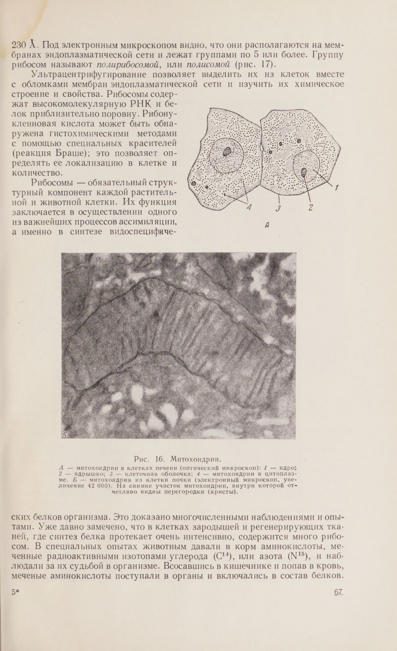 230 А. Под электронным микроскопом видно, что они располагаются на мем- бранах эндоплазматической сети и лежат группами по 5 или более. Группу рибосом называют полирибосомой, или полисомой (рис. 17). Ультрацентрифугирование позволяет выделить их из клеток вместе с обломками мембран эндоплазматической сети и изучить их химическое строение и свойства. Рибосомы содер- жат высокомолекулярную РНК и бе- лок приблизительно поровну. Рибону- клеиновая кислота может быть обна- ружена гистохимическими методами с помощью специальных красителей (реакция Браше); это позволяет оп- ределять ее локализацию в клетке и количество. Рибосомы — обязательный струк- турный компонент каждой раститель- ной и животной клетки. Их функция заключается в осуществлении одного из важнейших процессов ассимиляции, д а именно в синтезе видоспецифиче- А — митохондрии в клетках печени (оптический микроскоп): 1 — ядро; 2 — ядрышко; 8 — клеточная оболочка; 4 — митохондрии в цитоплаз- ме. Б — митохондрия из клетки почки (электронный микроскоп, уве- личение 42 000). На снимке участок митохондрии, внутри которой от- четливо видны перегородки (кристы). ских белков организма. Это доказано многочисленными наблюдениями и опы- тами. Уже давно замечено, что в клетках зародышей и регенерирующих тка` ней, где синтез белка протекает очень интенсивно, содержится много рибо- сом. В специальных опытах животным давали в корм аминокислоты, ме` ченные радиоактивными изотопами углерода (С!“), или азота (№), и наб. людали за их судьбой в организме. Всосавшись в кишечнике и попав в кровь, меченые аминокислоты поступали в органы и включались в состав белков.