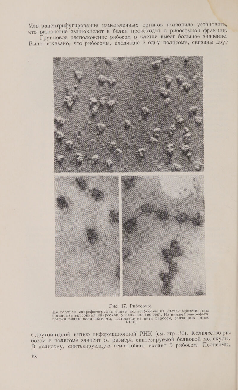 Ультрацентрифугирование измельченных органов позволило установить, что включение аминокислот в белки происходит в рибосомной фракции. Групповое расположение рибосом в клетке имеет большое значение. Было показано, что рибосомы, входящие в одну полисому, связаны друг На верхней микрофотографии видны полирибосомы из клеток кроветворных органов (электронный микроскоп, увеличение 100 000). На нижней микрофото- графии видны полирибосомы, состоящие из пяти рибосом, связанных нитью РЫК. с другом одной нитью информационной РНК (см. стр. 30). Количество ри- босом в полисоме зависит от размера синтезируемой белковой молекулы. В полисому, синтезирующую гемоглобин, входит 5 рибосом. Полисомы,