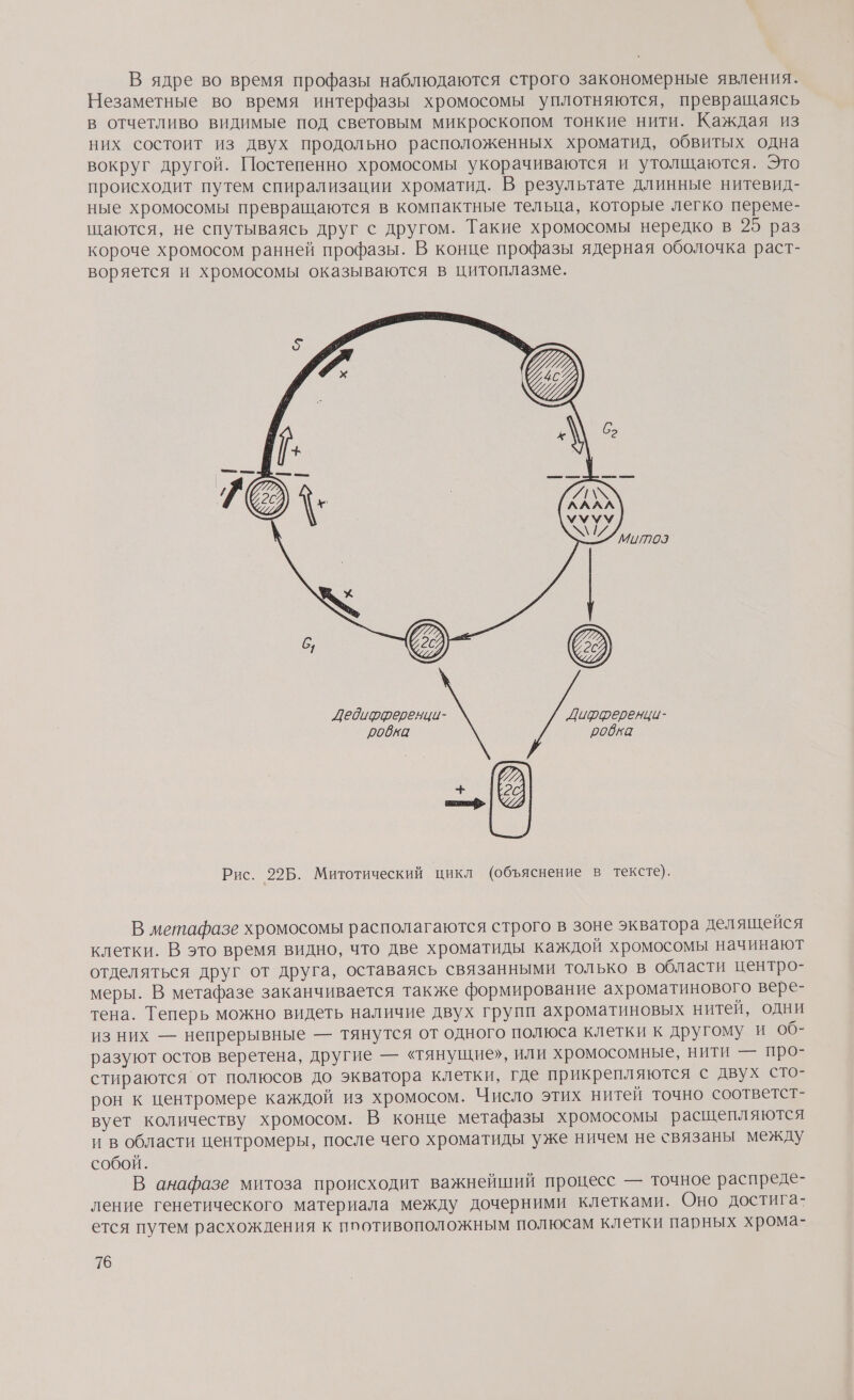 В ядре во время профазы наблюдаются строго закономерные явления. Незаметные во время интерфазы хромосомы уплотняются, превращаясь в отчетливо видимые под световым микроскопом тонкие нити. Каждая из них состоит из двух продольно расположенных хроматид, обвитых одна вокруг другой. Постепенно хромосомы укорачиваются и утолщаются. Это происходит путем спирализации хроматид. В результате длинные нитевид- ные хромосомы превращаются в компактные тельца, которые легко переме- шаются, не спутываясь друг с другом. Такие хромосомы нередко в 25 раз короче хромосом ранней профазы. В конце профазы ядерная оболочка раст- воряется и хромосомы оказываются в цитоплазме. В метафазе хромосомы располагаются строго в зоне экватора делящейся клетки. В это время видно, что две хроматиды каждой хромосомы начинают отделяться друг от друга, оставаясь связанными только в области центро- меры. В метафазе заканчивается также формирование ахроматинового вере- тена. Теперь можно видеть наличие двух групп ахроматиновых нитей, одни из них — непрерывные — тянутся от одного полюса клетки к другому и об- разуют остов веретена, другие — «тянущие», или хромосомные, нити — про- стираются от полюсов до экватора клетки, где прикрепляются с двух сто- рон к центромере каждой из хромосом. Число этих нитей точно соответст- вует количеству хромосом. В конце метафазы хромосомы расщепляются и в области центромеры, после чего хроматиды уже ничем не связаны между собой. В анафазе митоза происходит важнейший процесс — точное распреде- ление генетического материала между дочерними клетками. Оно достига- ется путем расхождения к ппотивоположным полюсам клетки парных хрома-