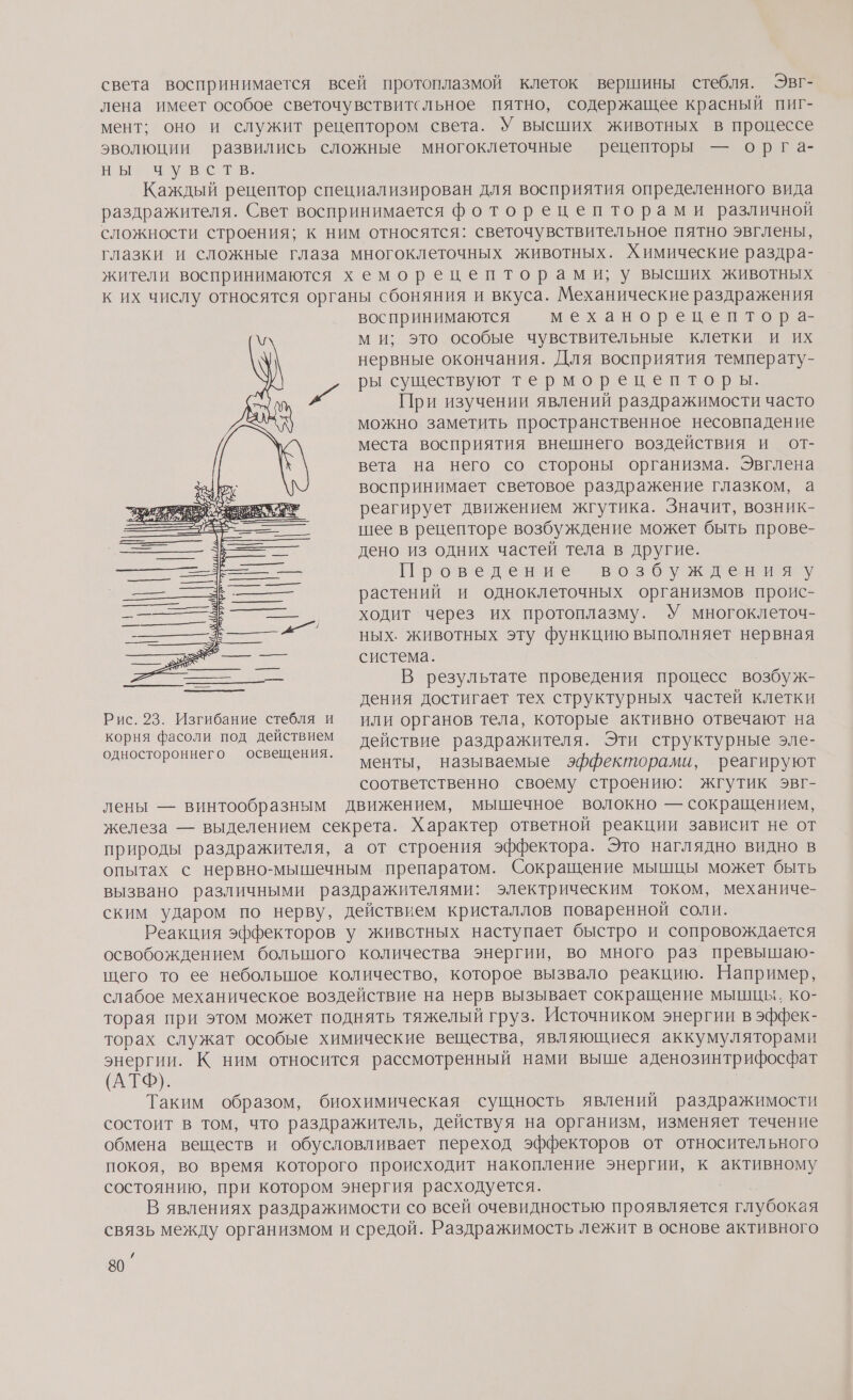 света воспринимается всей протоплазмой клеток вершины стебля. Эвг- лена имеет особое светочувствитсльное пятно, содержащее красный пиг- мент; оно и служит рецептором света. У высших животных в процессе эволюции развились сложные многоклеточные рецепторы — орга- ны бувств, Каждый рецептор специализирован для восприятия определенного вида раздражителя. Свет воспринимается фоторецепторами различной сложности строения; к ним относятся: светочувствительное пятно эвглены, глазки и сложные глаза многоклеточных животных. Химические раздра- жители воспринимаются хеморецепторами; у высших животных к их числу относятся органы сбоняния и вкуса. Механические раздражения воспринимаются механорецептора- № м и; это особые чувствительные клетки и их нервные окончания. Для восприятия температу- ры существуют терморецепторы. При изучении явлений раздражимости часто можно заметить пространственное несовпадение места восприятия внешнего воздействия и от- вета на него со стороны организма. Эвглена воспринимает световое раздражение глазком, а реагирует движением жгутика. Значит, возник- шее в рецепторе возбуждение может быть прове- дено из одних частей тела в другие. Проведение ‘возбуждения растений и одноклеточных организмов проис- ходит через их протоплазму. У многоклеточ- ных. животных эту функцию выполняет нервная система. В результате проведения процесс возбуж- дения достигает тех структурных частей клетки Рис. 23. Изгибание стебля и или органов тела, которые активно отвечают на корня фасоли под действием действие раздражителя. Эти структурные эле- одностороннего освещения. менты, называемые эффекторами, реагируют соответственно своему строению: жгутик эвг- лены — винтообразным движением, мышечное волокно — сокращением, железа — выделением секрета. Характер ответной реакции зависит не от природы раздражителя, а от строения эффектора. Это наглядно видно в опытах с нервно-мышечным препаратом. Сокращение мышцы может быть вызвано различными раздражителями: электрическим током, механиче- ским ударом по нерву, действием кристаллов поваренной соли. Реакция эффекторов у животных наступает быстро и сопровождается освобождением большого количества энергии, во много раз превышаю- щего то ее небольшое количество, которое вызвало реакцию. Например, слабое механическое воздействие на нерв вызывает сокращение мышцы, ко- торая при этом может поднять тяжелый груз. Источником энергии в эффек- торах служат особые химические вещества, являющиеся аккумуляторами энергии. К ним относится рассмотренный нами выше аденозинтрифосфат (АТФ). Таким образом, биохимическая сущность явлений раздражимости состоит в том, что раздражитель, действуя на организм, изменяет течение обмена веществ и обусловливает переход эффекторов от относительного покоя, во время которого происходит накопление энергии, к активному состоянию, при котором энергия расходуется. В явлениях раздражимости со всей очевидностью проявляется глубокая связь между организмом и средой. Раздражимость лежит в основе активного /