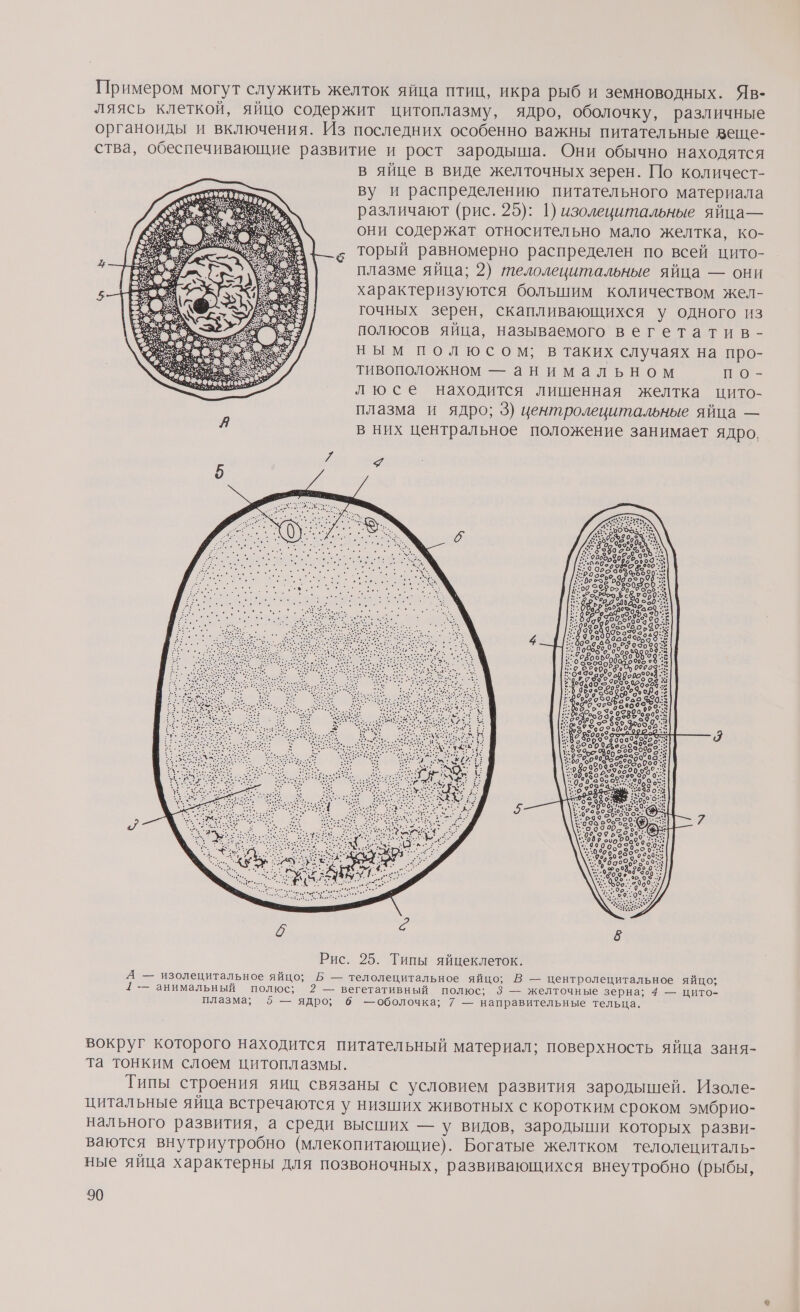 Примером могут служить желток яйца птиц, икра рыб и земноводных. Яв- ляясь клеткой, яйцо содержит цитоплазму, ядро, оболочку, различные органоиды и включения. Из последних особенно важны питательные веще- ства, обеспечивающие развитие и рост зародыша. Они обычно находятся в яйце в виде желточных зерен. По количест- ву и распределению питательного материала различают (рис. 25): 1) изолецитальные яйца— они содержат относительно мало желтка, ко- торый равномерно распределен по всей цито- плазме яйца; 2) телолецитальные яйца — они характеризуются большим количеством жел- гочных зерен, скапливающихся у одного из полюсов яйца, называемого вегетатив - ным полюсом; в таких случаях на про- тивоположном — анимальном по- люсе находится лишенная желтка цито- плазма и ядро; 3) центролецитальные яйца — й в них центральное положение занимает ядро, #7784 ао ре 30 х о пофо б03оа Рис. 25. Типы яйцеклеток. А — изолецитальное яйцо; Б — телолецитальное яйцо; В — центролецитальное яйцо; ] -- анимальный полюс; 2 — вегетативный полюс; 3 — желточные зерна; 4 — цито- плазма; 5 — ядро; б — оболочка; 7 — направительные тельца. вокруг которого находится питательный материал; поверхность яйца заня- та тонким слоем цитоплазмы. Типы строения яиц связаны с условием развития зародышей. Изоле- цитальные яйца встречаются у низших животных с коротким сроком эмбрио- нального развития, а среди высших — у видов, зародыши которых разви- ваются внутриутробно (млекопитающие). Богатые желтком телолециталь- ные яйца характерны для позвоночных, развивающихся внеутробно (рыбы,