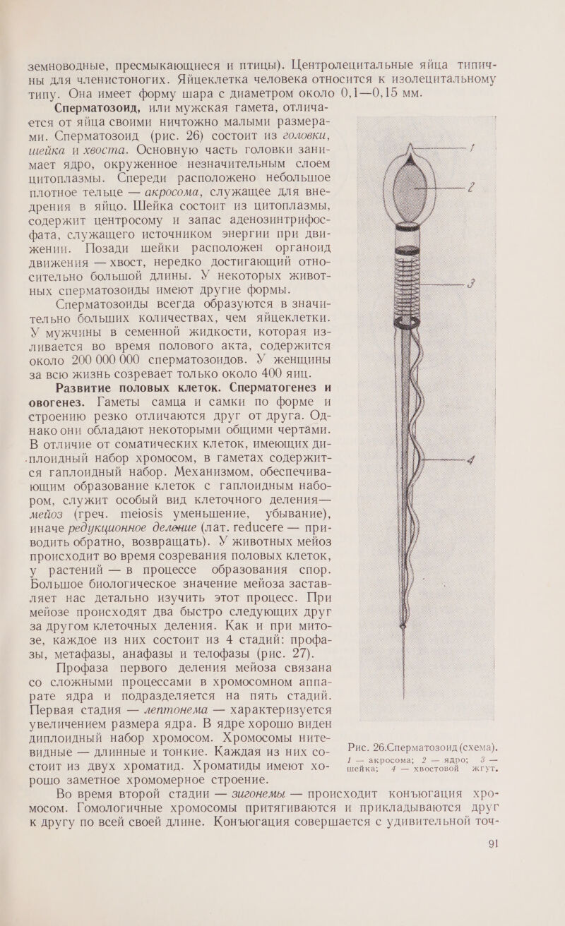 Сперматозоид, или мужская гамета, отлича- ется от яйца своими ничтожно малыми размера- ми. Сперматозоид (рис. 26) состоит из головки, шейка и хвоста. Основную часть головки зани- мает ядро, окруженное незначительным слоем цитоплазмы. Спереди расположено небольшое плотное тельце — акросома, служащее для вне- дрения в яйцо. Шейка состоит из цитоплазмы, содержит центросому и запас аденозинтрифос- фата, служащего источником энергии при дви- жении. Позади шейки расположен органоид движения — хвост, нередко достигающий отно- сительно большой длины. У некоторых живот- ных сперматозоиды имеют другие формы. Сперматозоиды всегда образуются в значи- тельно больших количествах, чем яйцеклетки. У мужчины в семенной жидкости, которая из- ливается во время полового акта, содержится около 200 000 000 сперматозоидов. У женщины за всю жизнь созревает только около 400 яиц. Развитие половых клеток. Сперматогенез и овогенез. Гаметы самца и самки по форме и строению резко отличаются друг от друга. Од- нако они обладают некоторыми общими чертами. В отличие от соматических клеток, имеющих ди- ‚плоидный набор хромосом, в гаметах содержит- ся гаплоидный набор. Механизмом, обеспечива- ющим образование клеток с гаплоидным набо- ром, служит особый вид клеточного деления— мейоз (греч. 11610515 уменьшение, убывание), иначе редукционное деление (лат. гедисеге — при- водить обратно, возвращать). У животных мейоз происходит во время созревания половых клеток, у растений — в процессе образования спор. Болыное биологическое значение мейоза застав- ляет нас детально изучить этот процесс. При мейозе происходят два быстро следующих друг за другом клеточных деления. Как и при мито- зе, каждое из них состоит из 4 стадий: профа- зы, метафазы, анафазы и телофазы (рис. 27). Профаза первого деления мейоза связана со сложными процессами в хромосомном аппа- рате ядра и подразделяется на пять стадий. Первая стадия — лептонема — характеризуется увеличением размера ядра. В ядре хорошо виден диплоидный набор хромосом. Хромосомы ните- видные — длинные и тонкие. Каждая из них со- стоит из двух хроматид. Хроматиды имеют хо- рошо заметное хромомерное строение. Рис. 26.Сперматозоид (схема). 1 — акросома; 2 — ядро; 9 — шейка; 4 — хвостовой жгут. 9]