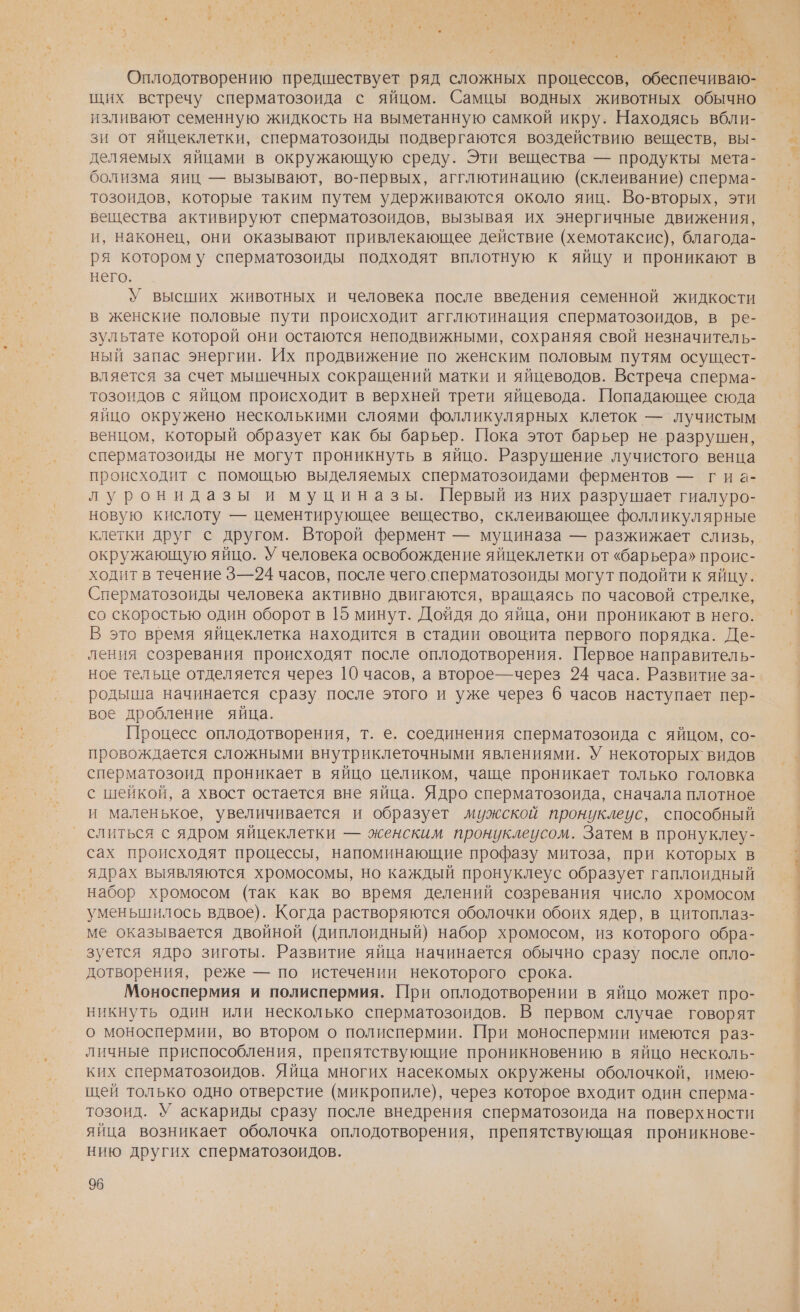 щих встречу сперматозоида с яйцом. Самцы водных животных обычно изливают семенную жидкость на выметанную самкой икру. Находясь вбли- зи от яйцеклетки, сперматозоиды подвергаются воздействию веществ, вы- деляемых яйцами в окружающую среду. Эти вещества — продукты мета- болизма яиц — вызывают, во-первых, агглютинацию (склеивание) сперма- тозоидов, которые таким путем удерживаются около яиц. Во-вторых, эти вещества активируют сперматозоидов, вызывая их энергичные движения, и, наконец, они оказывают привлекающее действие (хемотаксис), благода- ря которому сперматозоиды подходят вплотную к яйцу и проникают в него. У высших животных и человека после введения семенной жидкости в женские половые пути происходит агглютинация сперматозоидов, в ре- зультате которой они остаются неподвижными, сохраняя свой незначитель- ный запас энергии. Их продвижение по женским половым путям осущест- вляется за счет мышечных сокращений матки и яйцеводов. Встреча сперма- тозоидов с яйцом происходит в верхней трети яйцевода. Попадающее сюда яйцо окружено несколькими слоями фолликулярных клеток — лучистым венцом, который образует как бы барьер. Пока этот барьер не разрушен, сперматозоиды не могут проникнуть в яйцо. Разрушение лучистого венца происходит с помощью выделяемых сперматозоидами ферментов — гиа- луронидазы и муциназы. Первый из них разрушает гиалуро- новую кислоту — цементирующее вещество, склеивающее фолликулярные клетки друг с другом. Второй фермент — муциназа — разжижает слизь, окружающую яйцо. У человека освобождение яйцеклетки от «барьера» проис- ходит в течение 3—24 часов, после чего сперматозоиды могут подойти к яйцу. Сперматозоиды человека активно двигаются, вращаясь по часовой стрелке, со скоростью один оборот в 15 минут. Дойдя до яйца, они проникают в него. В это время яйцеклетка находится в стадии овоцита первого порядка. Де- ления созревания происходят после оплодотворения. Первое направитель- ное тельце отделяется через 10 часов, а второе— через 24 часа. Развитие за- родыша начинается сразу после этого и уже через 6 часов наступает пер- вое дробление яйца. Процесс оплодотворения, т. е. соединения сперматозоида с яйцом, со- провождается сложными внутриклеточными явлениями. У некоторых видов сперматозоид проникает в яйцо целиком, чаще проникает только головка с шейкой, а хвост остается вне яйца. Ядро сперматозоида, сначала плотное и маленькое, увеличивается и образует мужской пронуклеус, способный слиться с ядром яйцеклетки — женским пронуклеусом. Затем в пронуклеу- сах происходят процессы, напоминающие профазу митоза, при которых в ядрах выявляются хромосомы, но каждый пронуклеус образует гаплоидный набор хромосом (так как во время делений созревания число хромосом уменьшилось вдвое). Когда растворяются оболочки обоих ядер, в цитоплаз- ме оказывается двойной (диплоидный) набор хромосом, из которого обра- зуется ядро зиготы. Развитие яйца начинается обычно сразу после опло- дотворения, реже — по истечении некоторого срока. Моноспермия и полиспермия. При оплодотворении в яйцо может про- никнуть один или несколько сперматозоидов. В первом случае говорят о моноспермии, во втором о полиспермии. При моноспермии имеются раз- личные приспособления, препятствующие проникновению в яйцо несколь- ких сперматозоидов. Яйца многих насекомых окружены оболочкой, имею- щей только одно отверстие (микропиле), через которое входит один сперма- тозоид. У аскариды сразу после внедрения сперматозоида на поверхности яйца возникает оболочка оплодотворения, препятствующая проникнове- нию других сперматозоидов. 96 “зе № и чт ПОР , К. “-