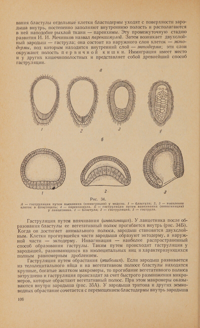 вания бластулы отдельные клетки бластодермы уходят с поверхности заро- дыша внутрь, постепенно заполняют внутреннюю полость и располагаются в ней наподобие рыхлой ткани — паренхимы. Эту промежуточную стадию развития И. И. Мечников назвал паренхимулой. Затем возникает двухслой- ный зародыш! — гаструла; она состоит из наружного слоя клеток — экто- дермы, под которым находится внутренний слой — энтодерма; эти слои окружают полость первичной кишки. Иммиграция имеет место и у других кишечнополостных и представляет собой древнейший способ гаструляции. Рис. 34. А — гаструляция путем выселения (иммиграции) у медузы. / — бластула; 2, 3 — выселение клеток в бластоцель; 4 — паренхимула. Б — гаструляция путем впячивания (инвагинации) у ланцетника. / — бластула; 2 — гаструляция; 3 — гаструла. разования бластулы ее вегетативный полюс прогибается внутрь (рис. 34Б). Когда он достигает анимального полюса, зародыш становится двухслой- ным. Клетки прогнувшейся части зародыша образуют энтодерму, а наруж- ной части — эктодерму. Инвагинация — наиболее распространенный способ образования гаструлы. Таким путем происходит гаструляция у зародышей, развивающихся из изолецитальных яиц и характеризующихся полным равномерным дроблением. Гаструляция путем обрастания (эпиболия). Если зародыш развивается из телолецитального яйца и на вегетативном полюсе бластулы находятся крупные, богатые желтком макромеры, то прогибание вегетативного полюса затруднено и гаструляция происходит за счет быстрого размножения микро- меров, которые обрастают вегетативный полюс. При этом макромеры оказы- ваются внутри зародыша (рис. 35А). У зародыша тритона и других земно- водных обрастание сочетается с перемещением бластодермы внутрь зародыша